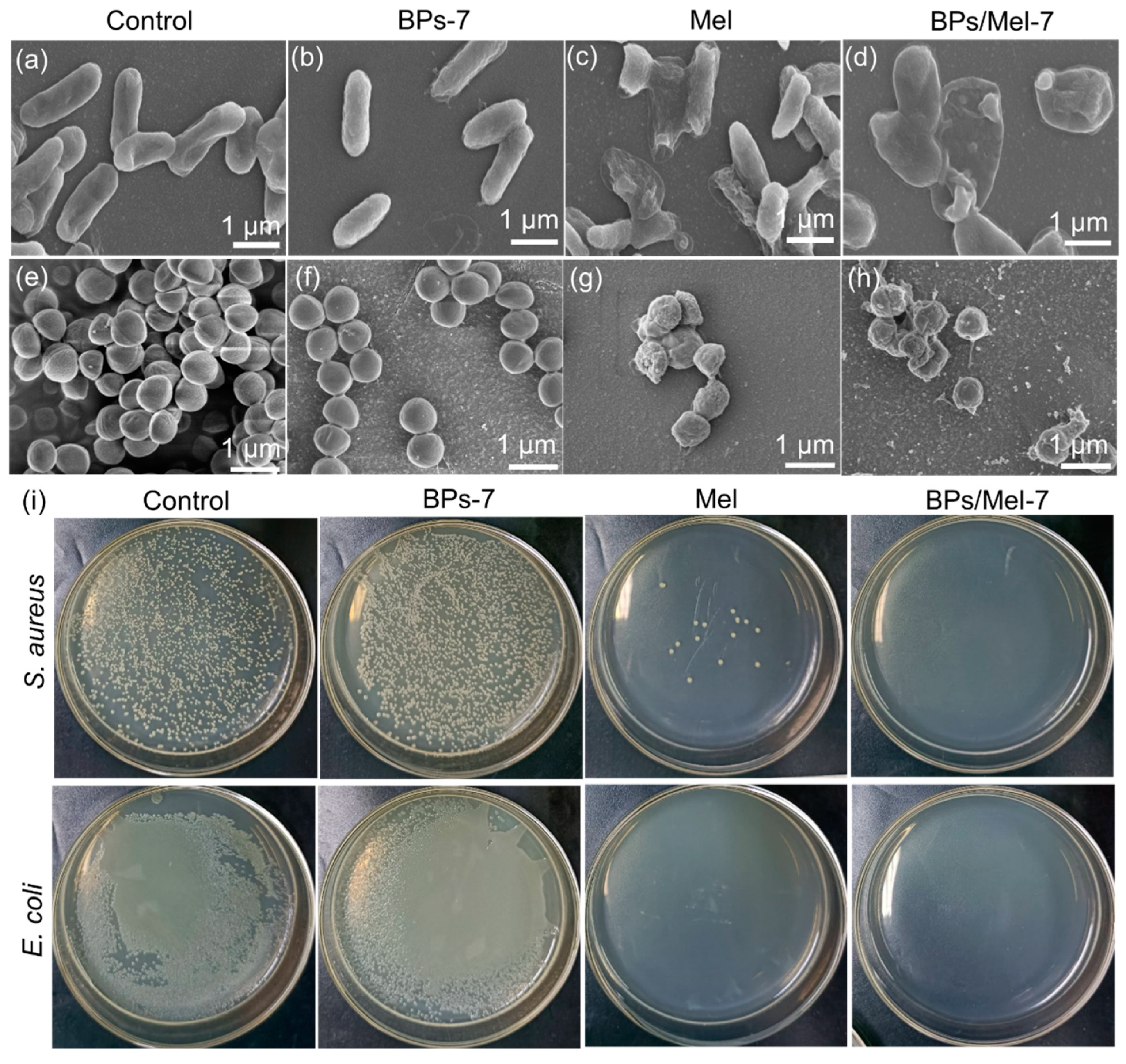 Molecules 30 00872 g003