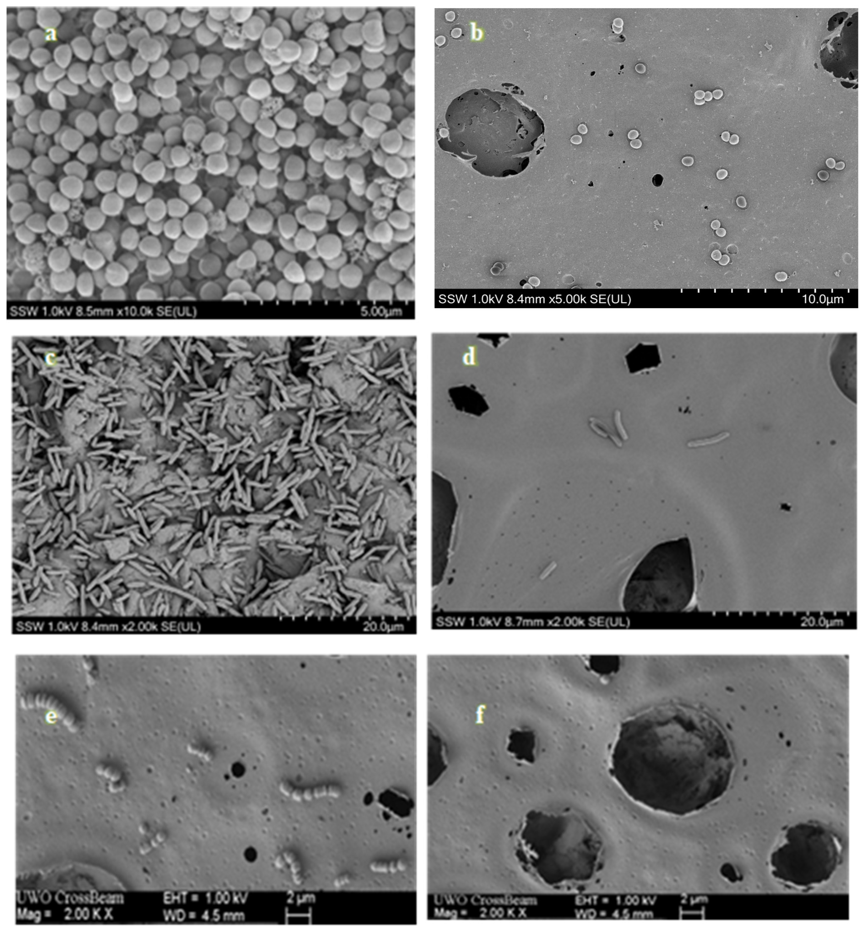 Molecules 30 00943 g004
