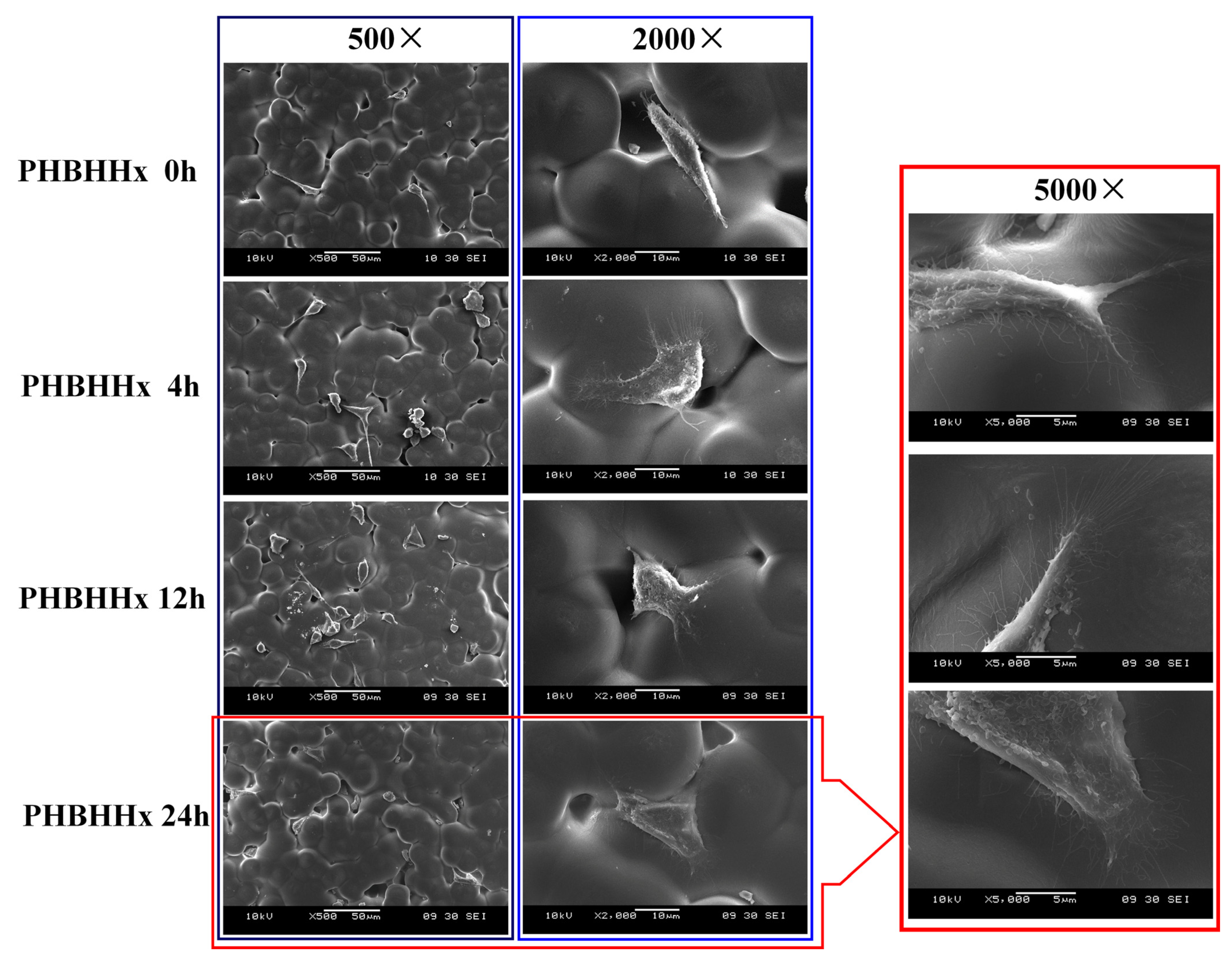 Molecules 30 00950 g004