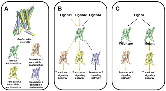 Ligand-Induced Biased Activation of GPCRs: Recent Advances and New ...