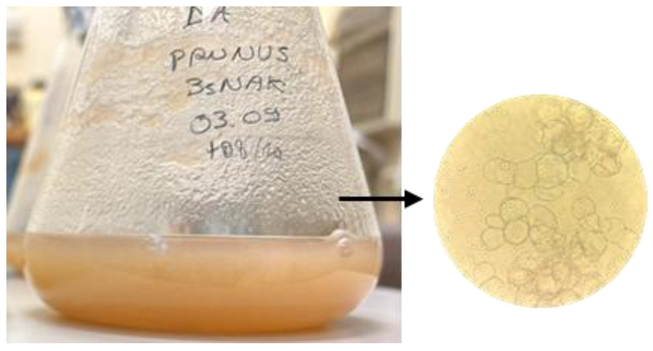 Molecules 30 01089 g007