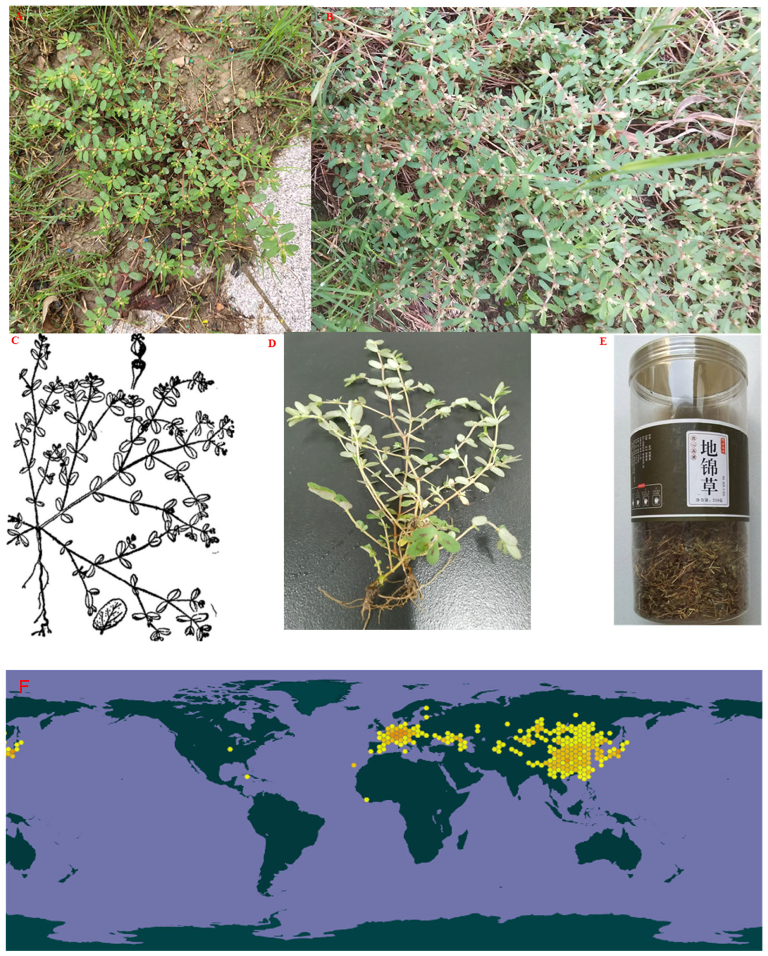 Discover Euphorbia Humifusas Efficacy and Functions: This herb has some amazing benefits for your health.