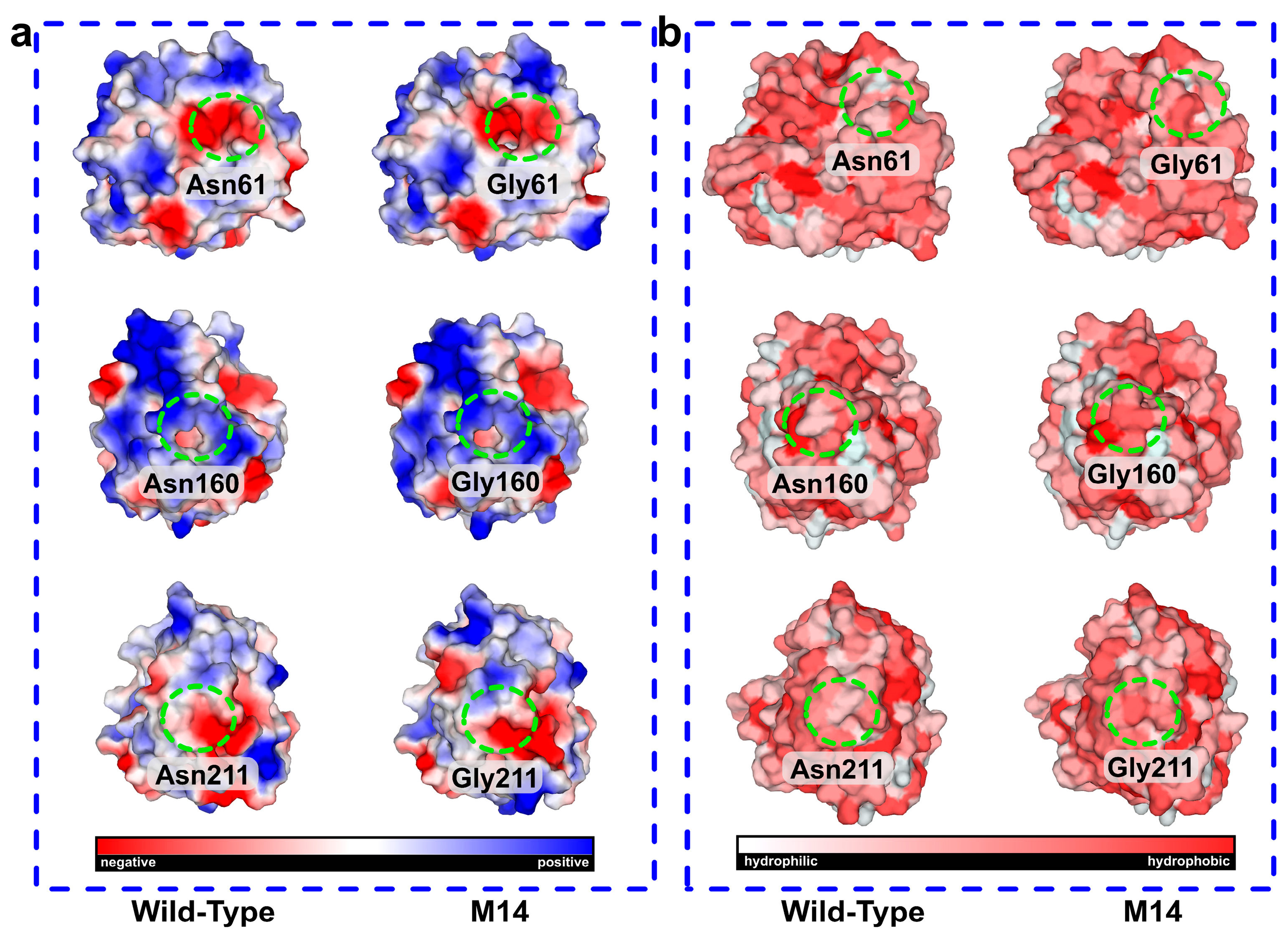 Enhancing the Thermostability of Bacillus licheniformis