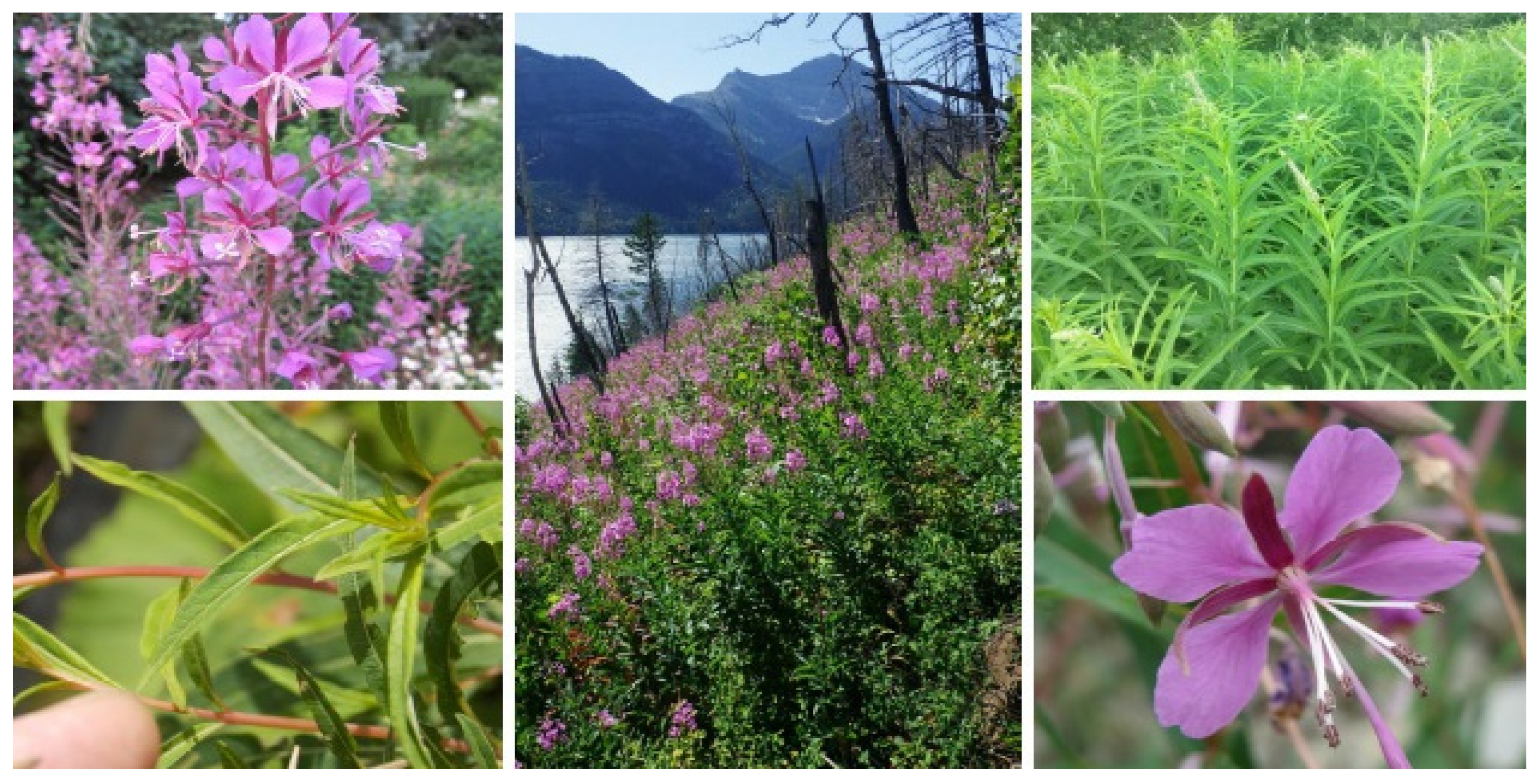 Molecules 30 01186 g002 Molecules 30 01186 g002