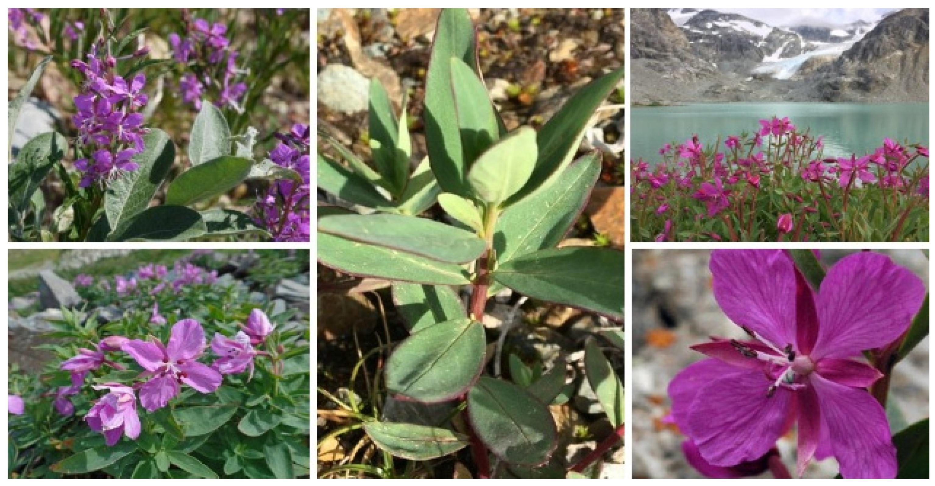 Molecules 30 01186 g003 Molecules 30 01186 g003