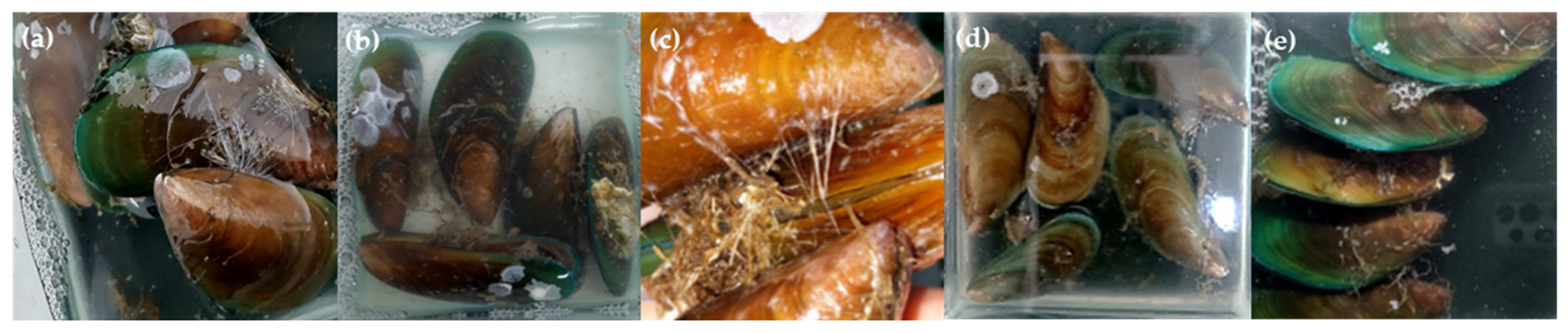 Molecules 30 01202 g006