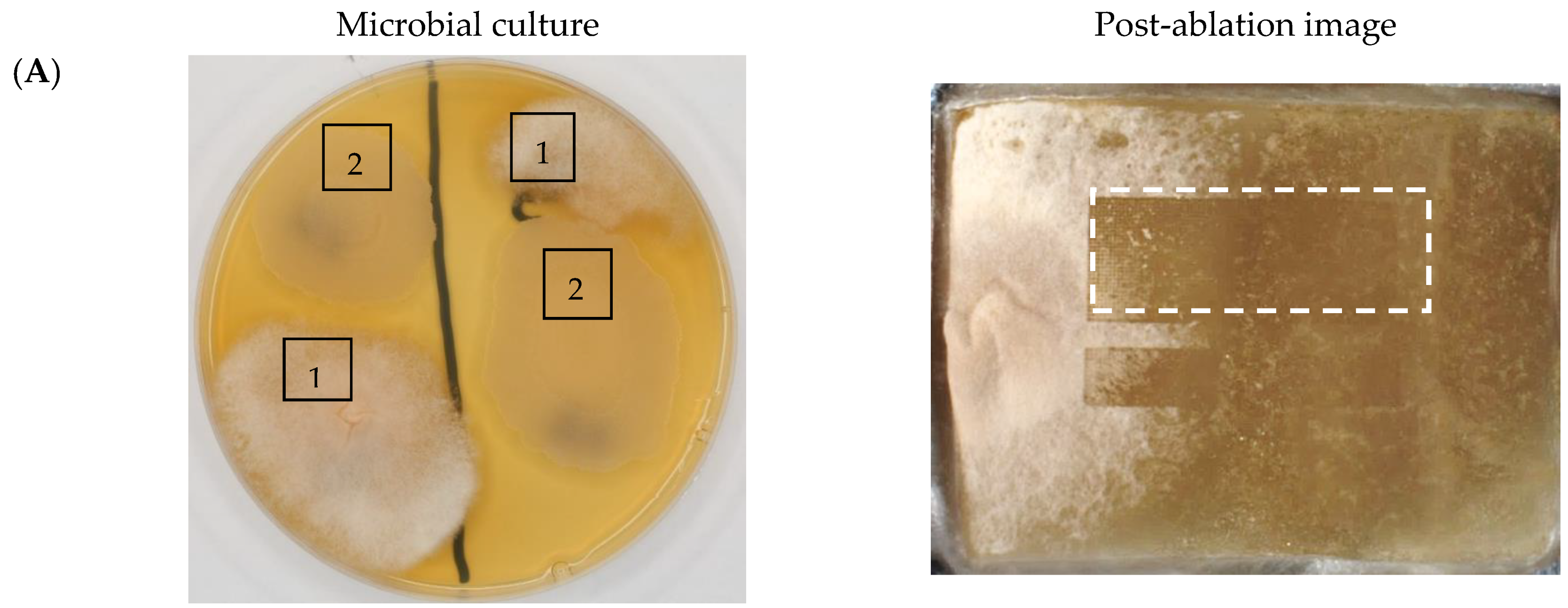 Molecules 30 01317 g003a