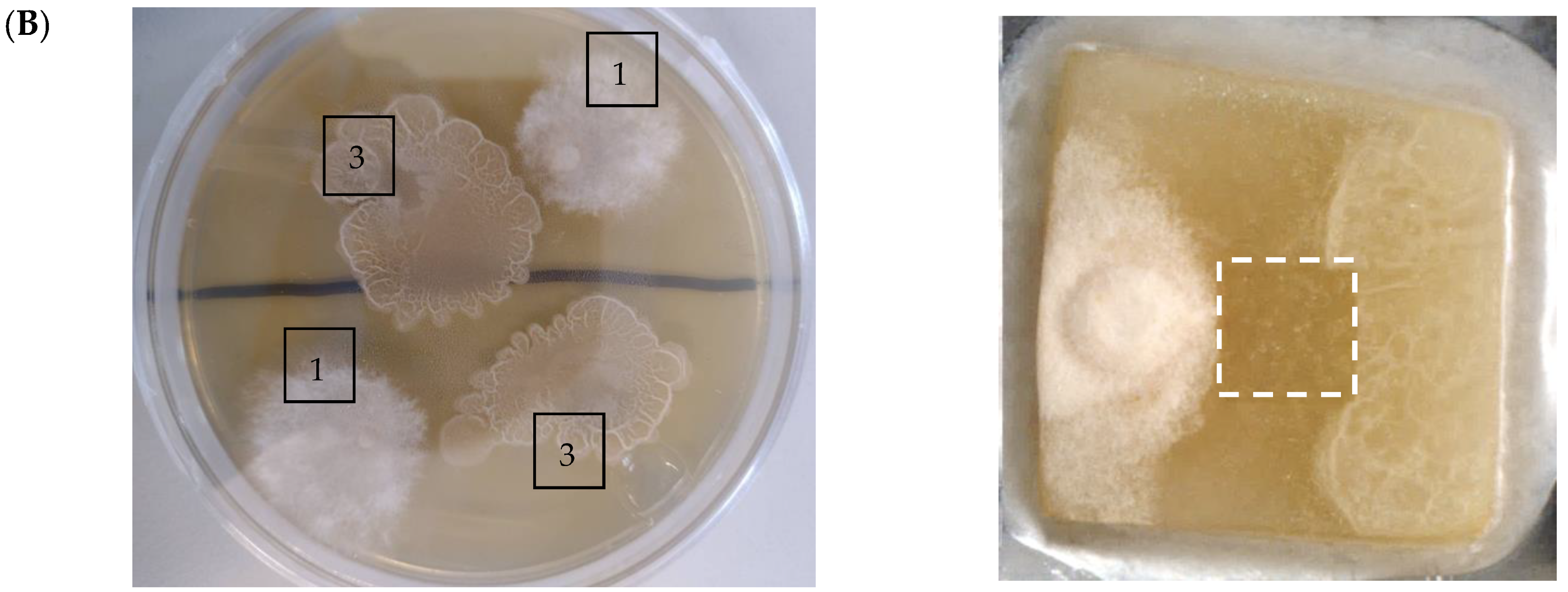 Molecules 30 01317 g003b