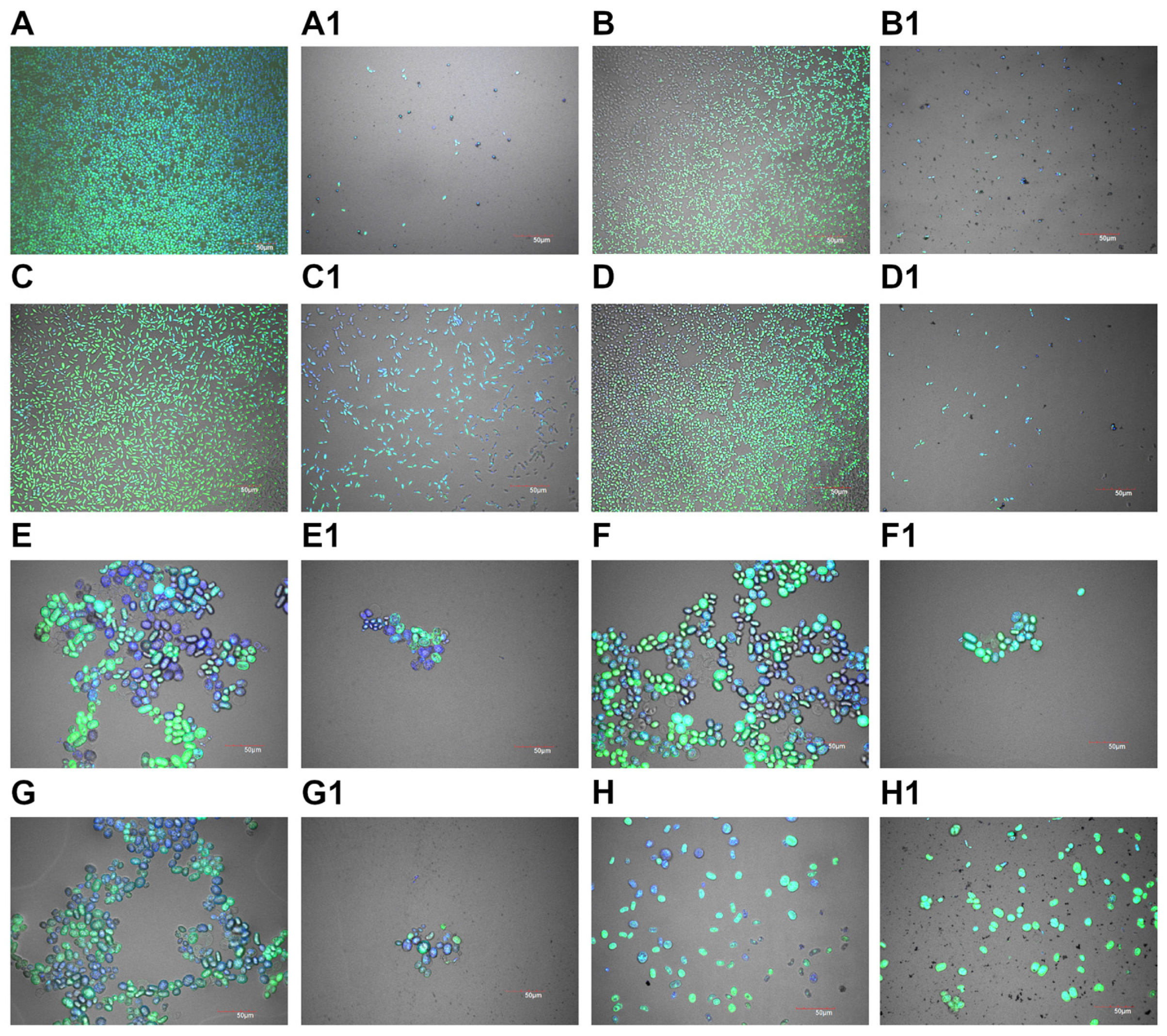 Molecules 30 01369 g003