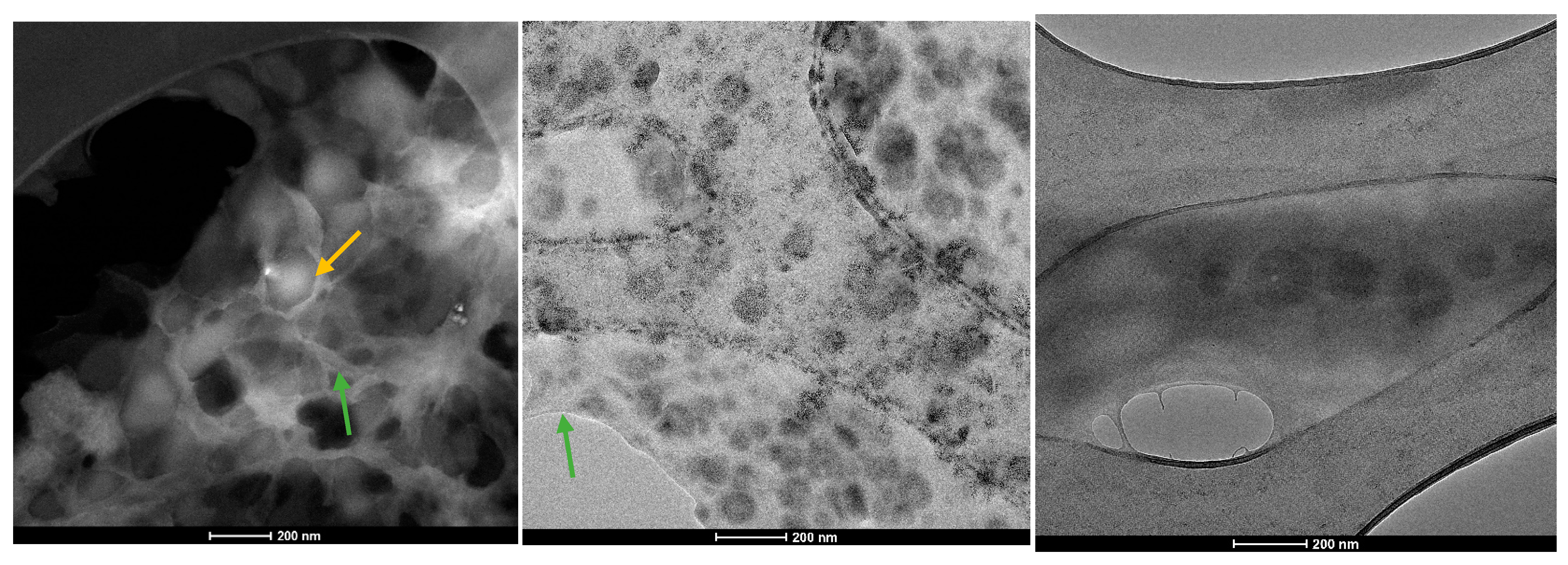 Molecules 30 01437 g007