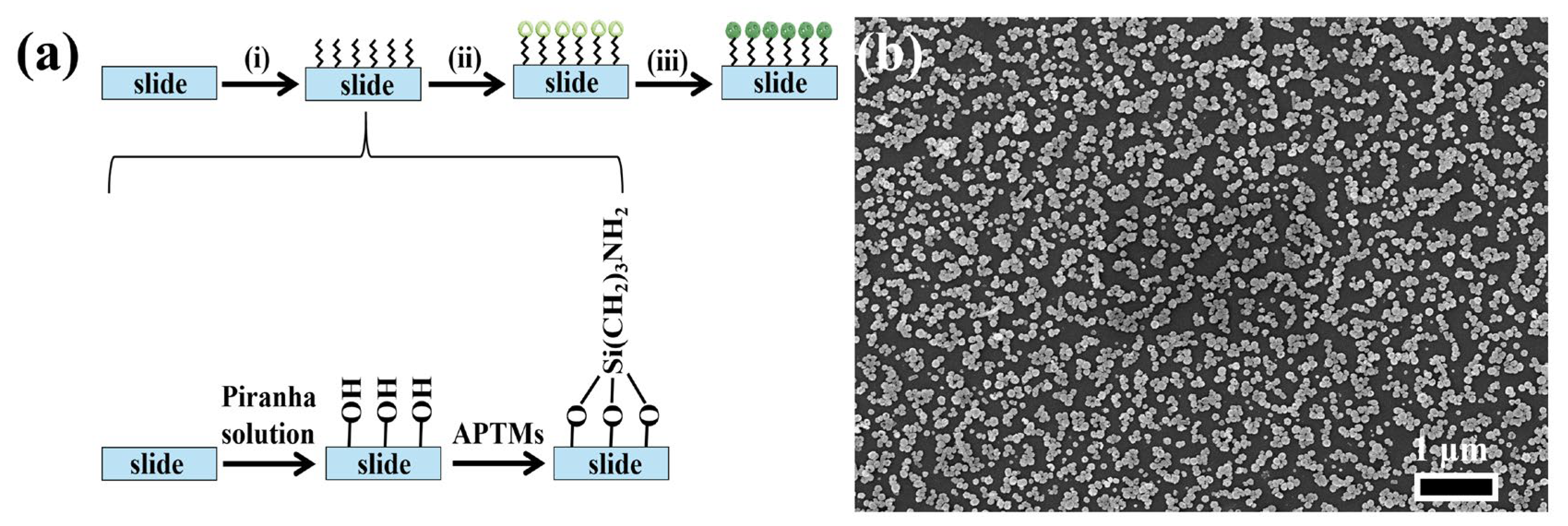 Molecules 30 01475 g003