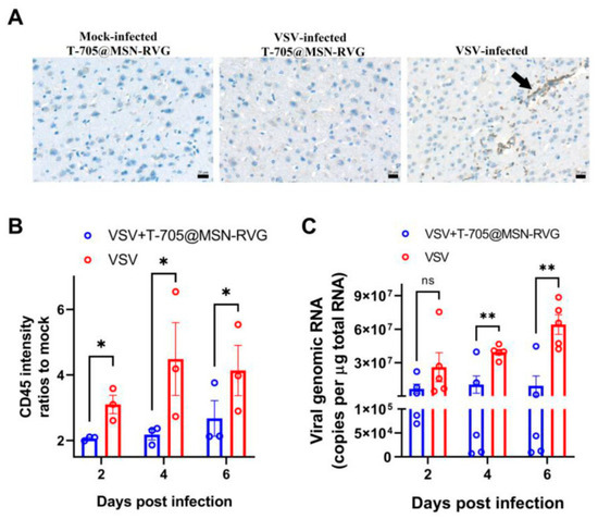 Peptide-Functionalized Nanomedicine: Advancements in Drug