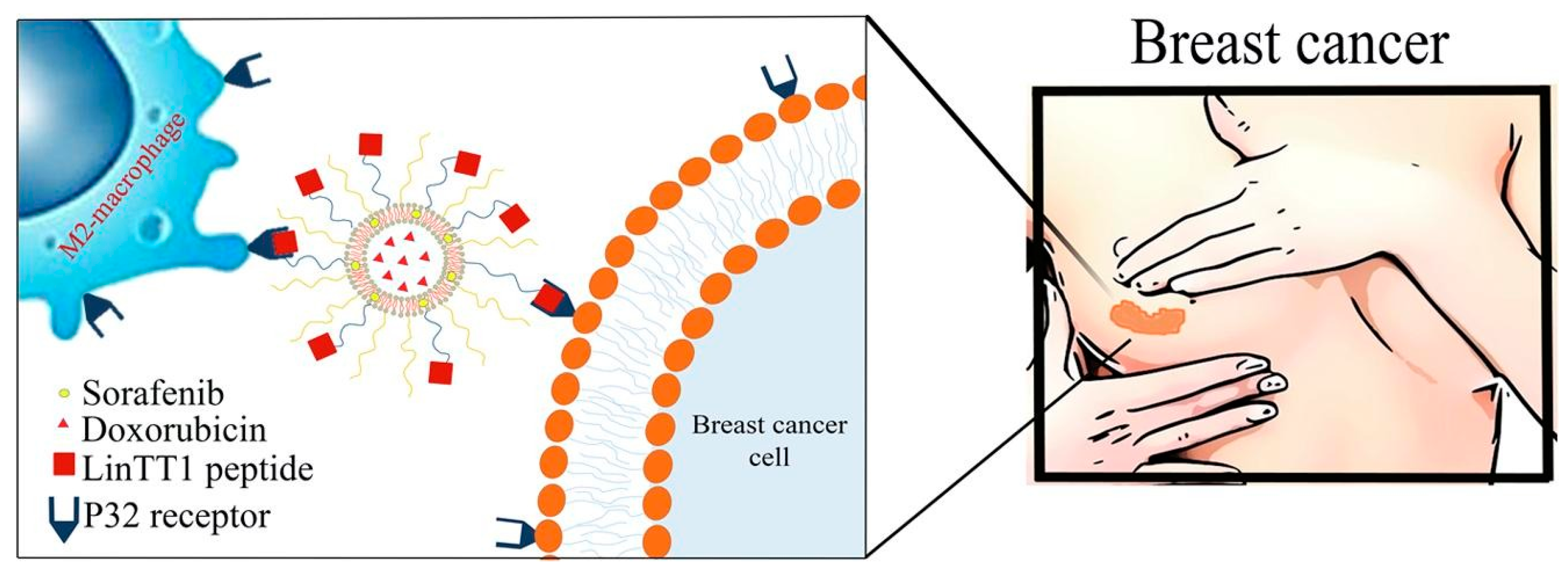 Molecules 30 01572 g005