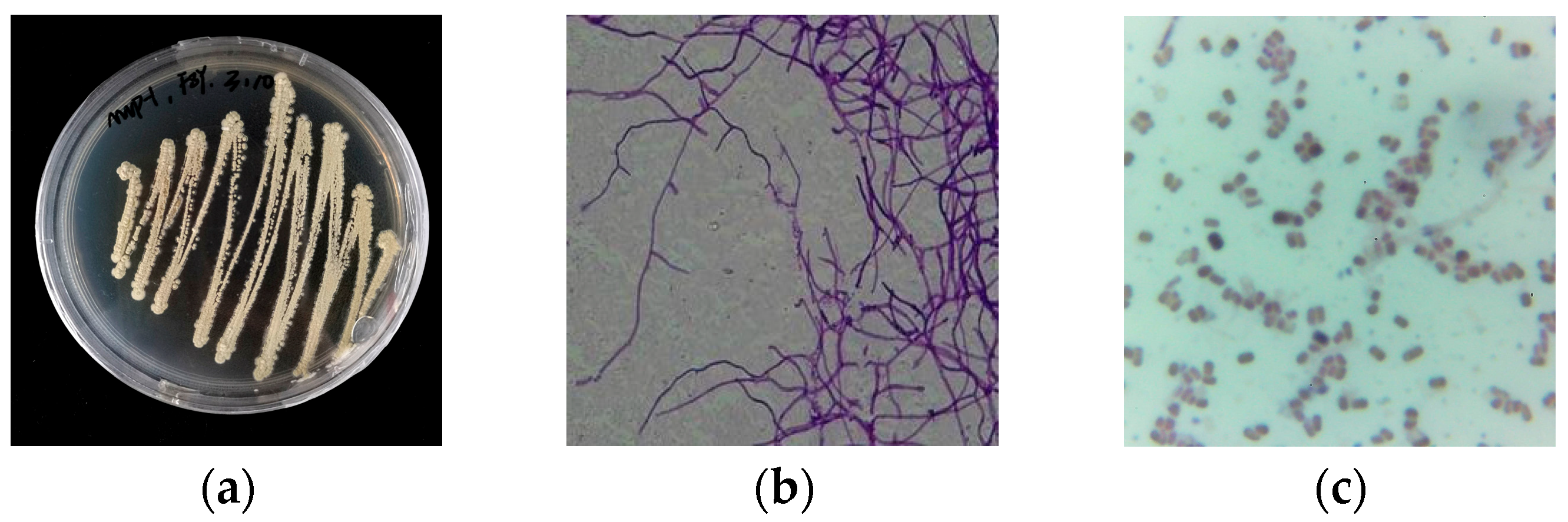 Molecules 30 01657 g002 Molecules 30 01657 g002