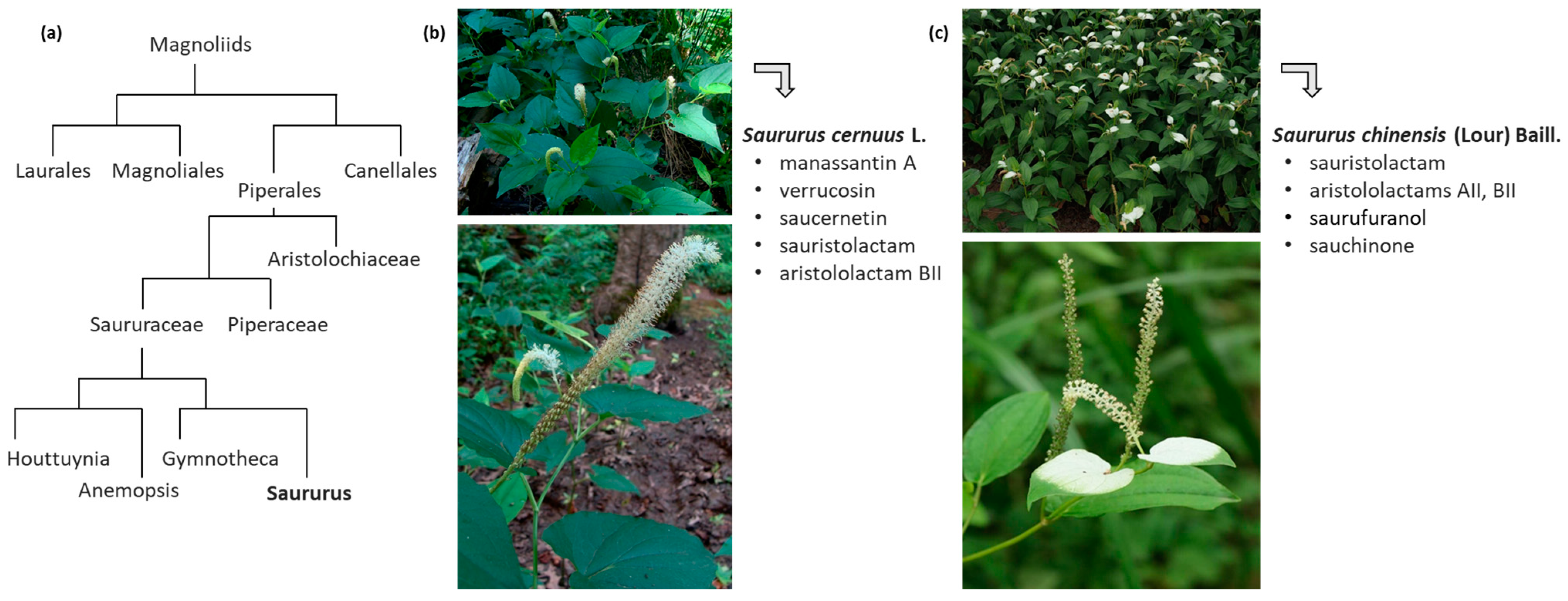 Molecules 30 01696 g001
