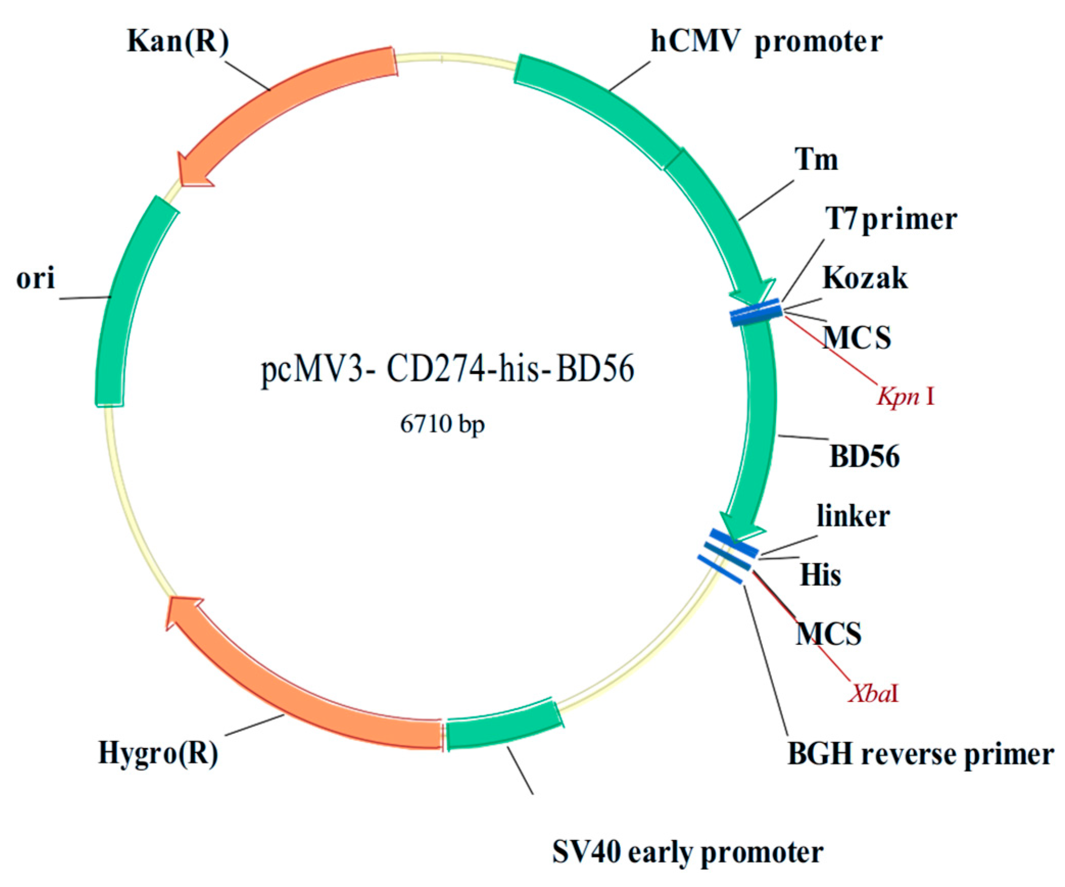 Molecules 30 01754 g007 Molecules 30 01754 g007