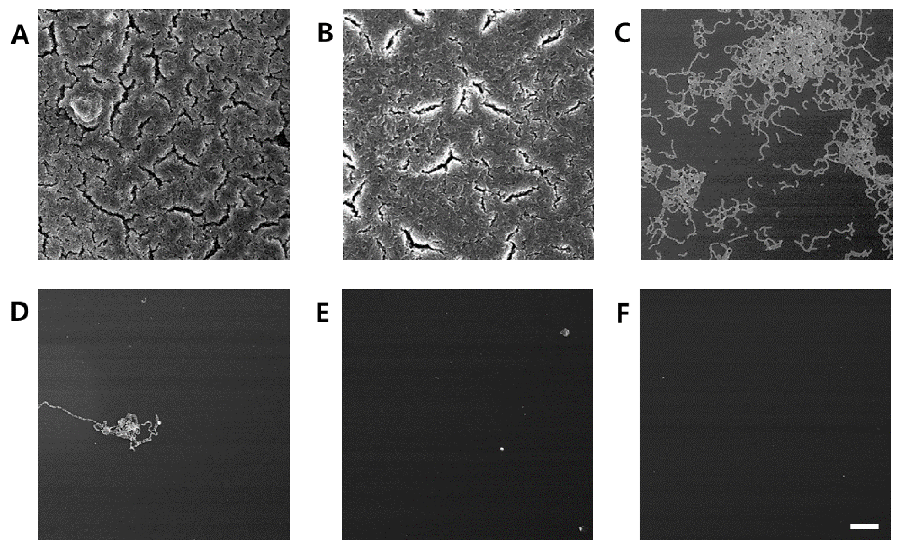 Molecules 30 01755 g005