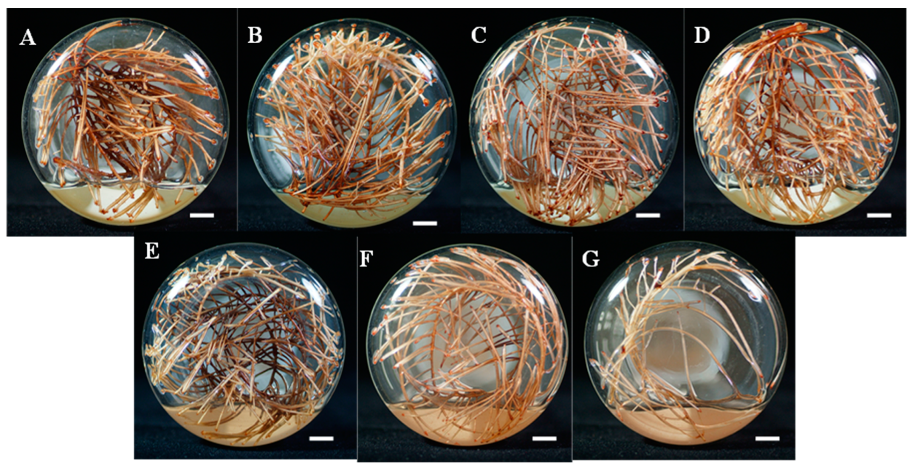Molecules 30 01859 g004