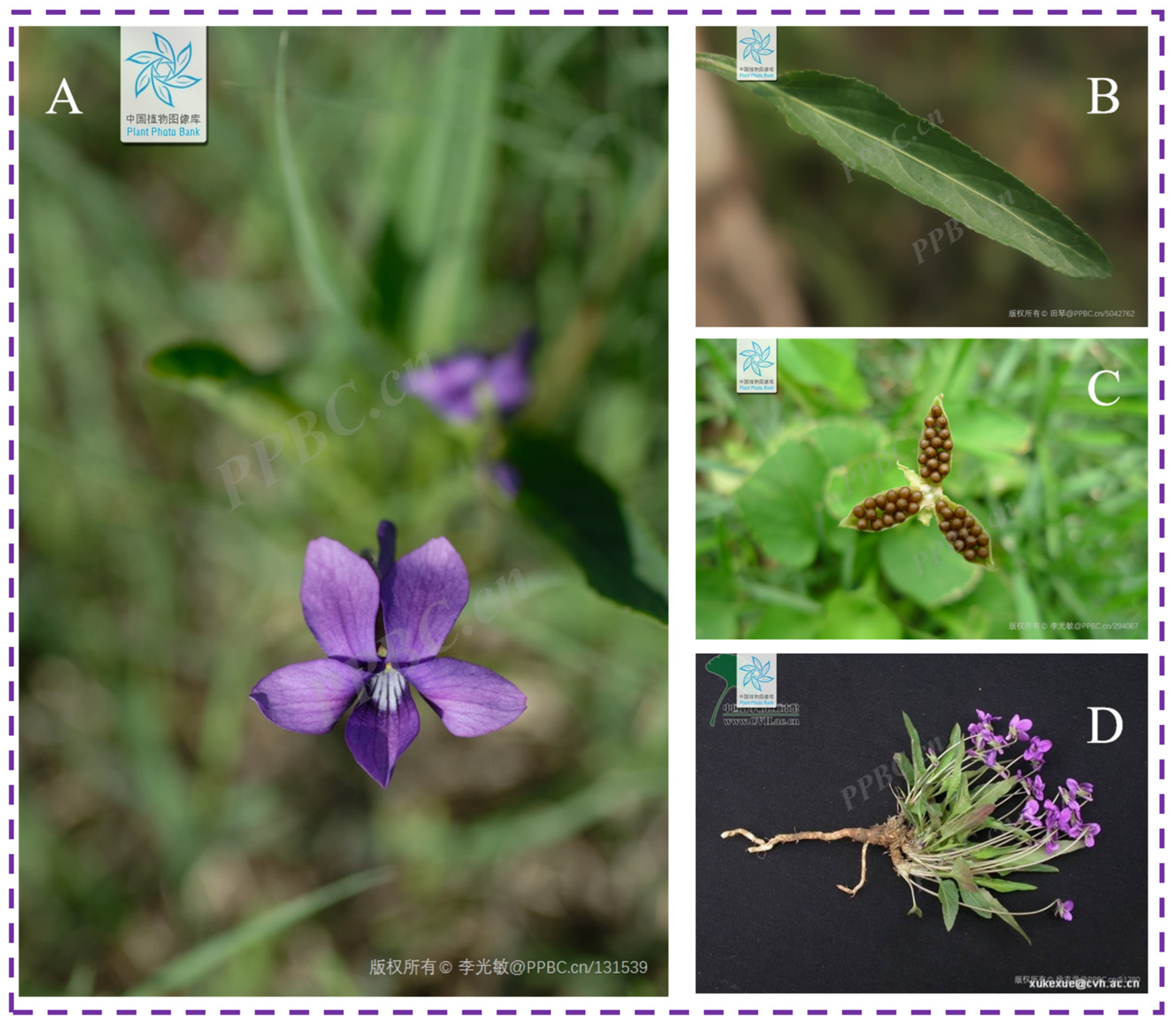 Why use Viola yedoensis benefits? See what this old plant can offer for your better health.