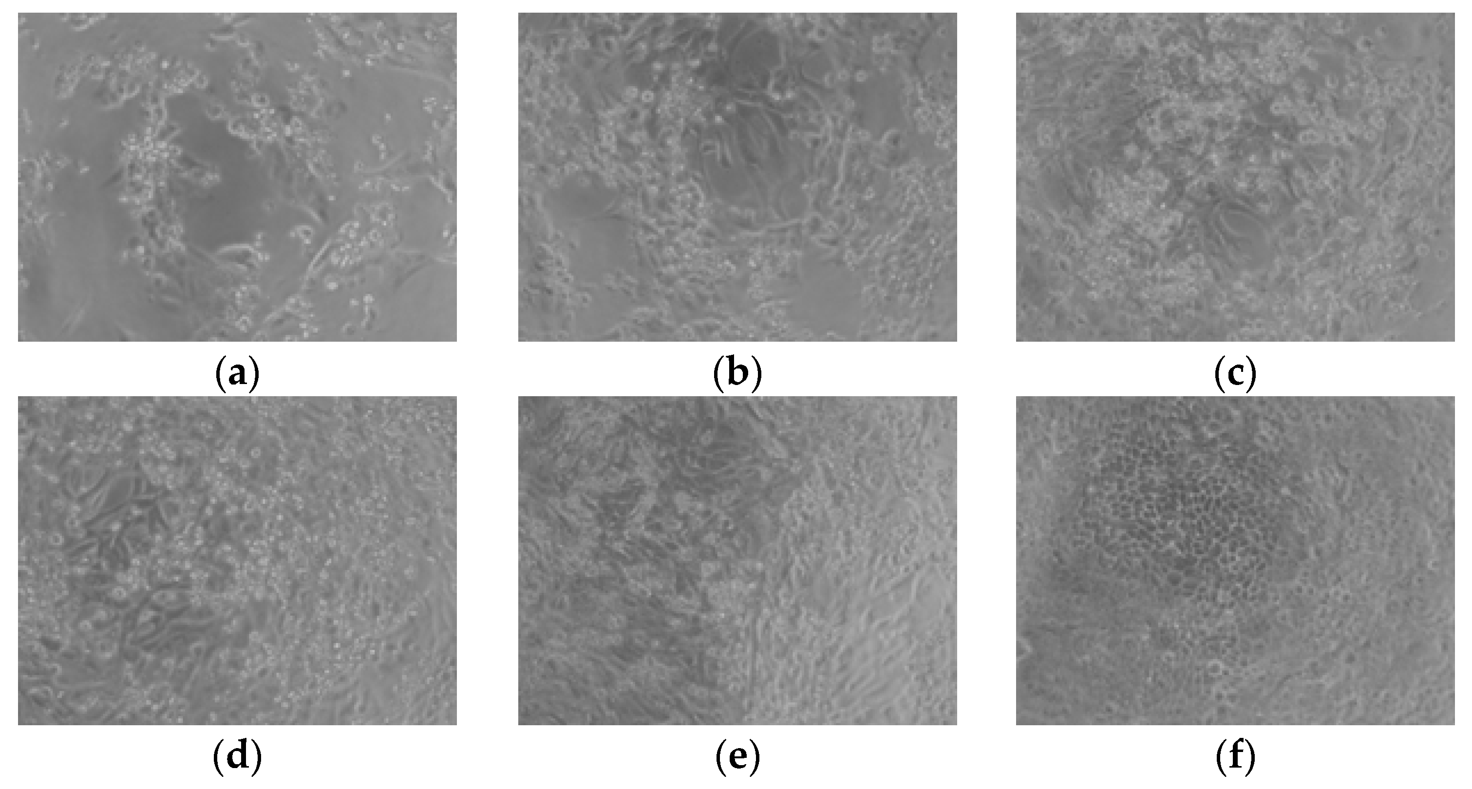 Molecules 30 01939 g007