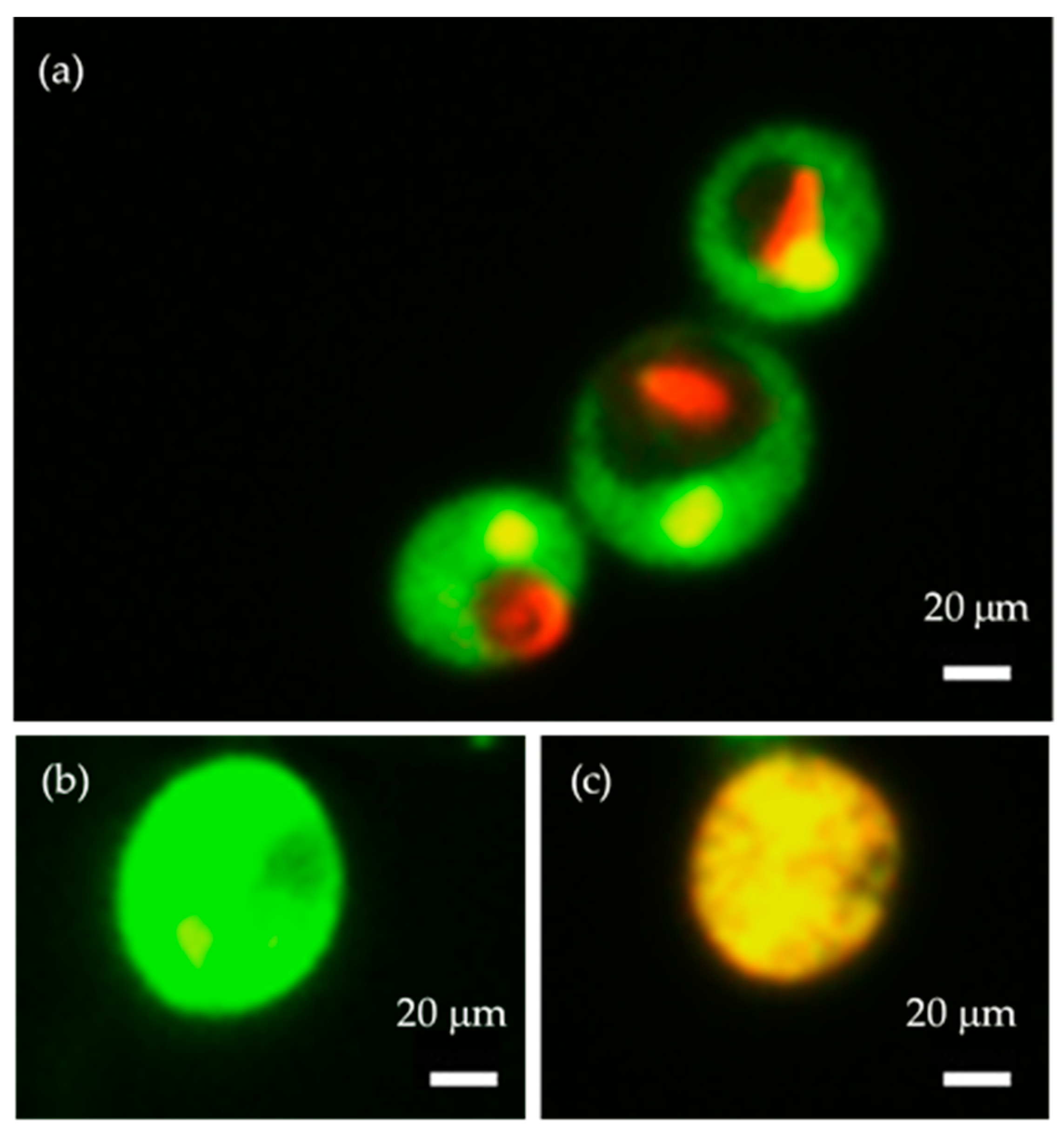 Molecules 30 01970 g006