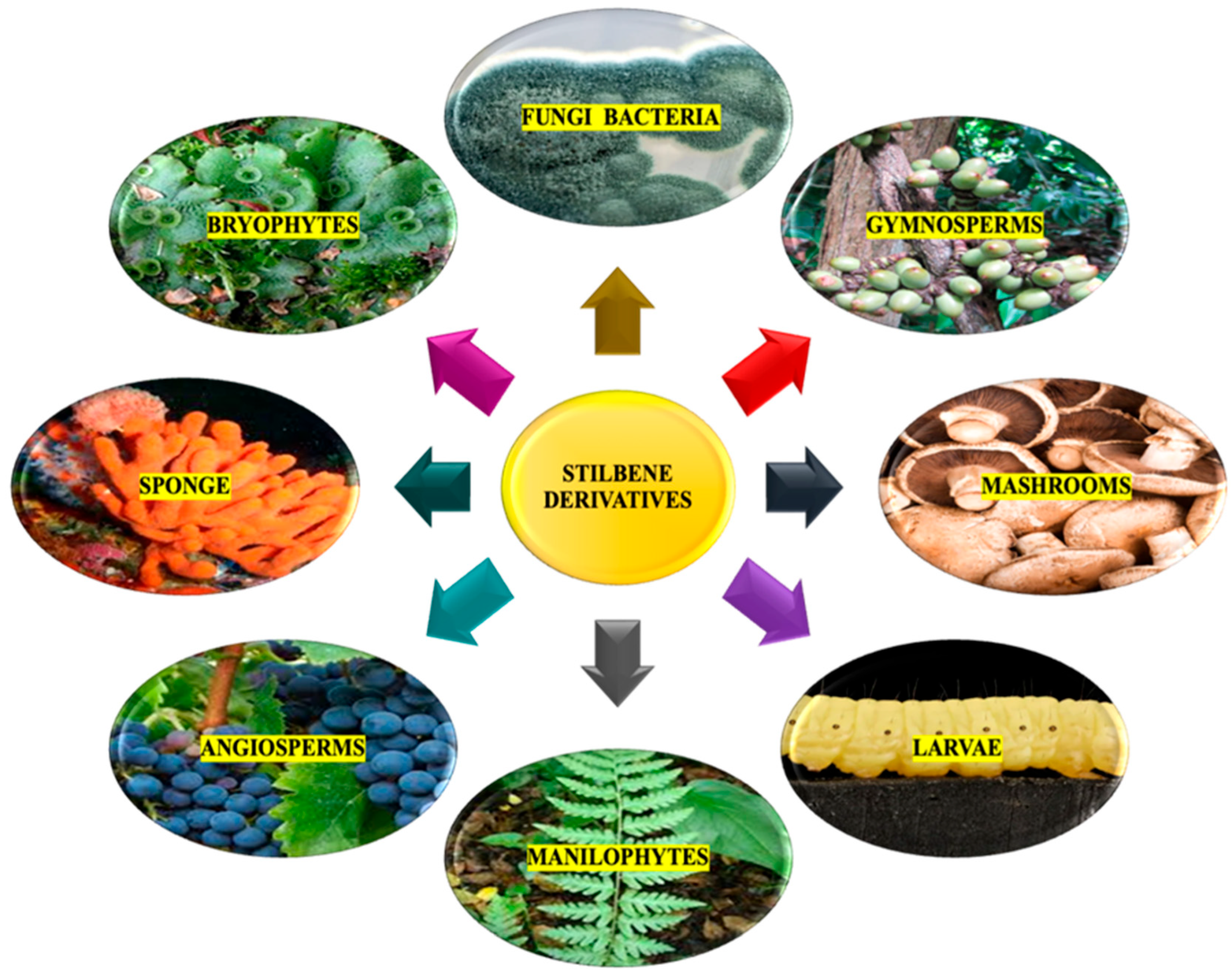 Molecules 30 01982 g001 Molecules 30 01982 g001
