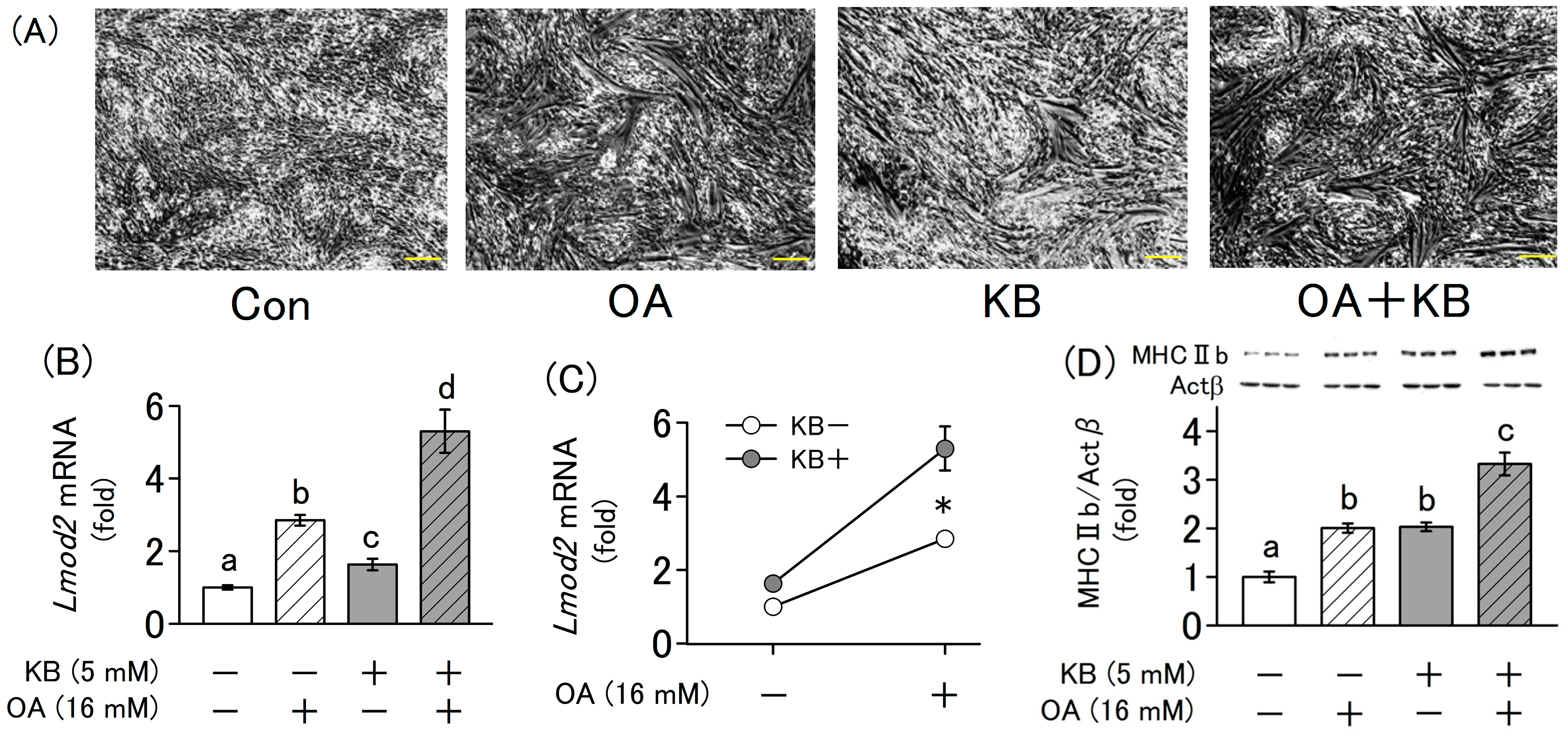 Molecules 30 02101 g004a