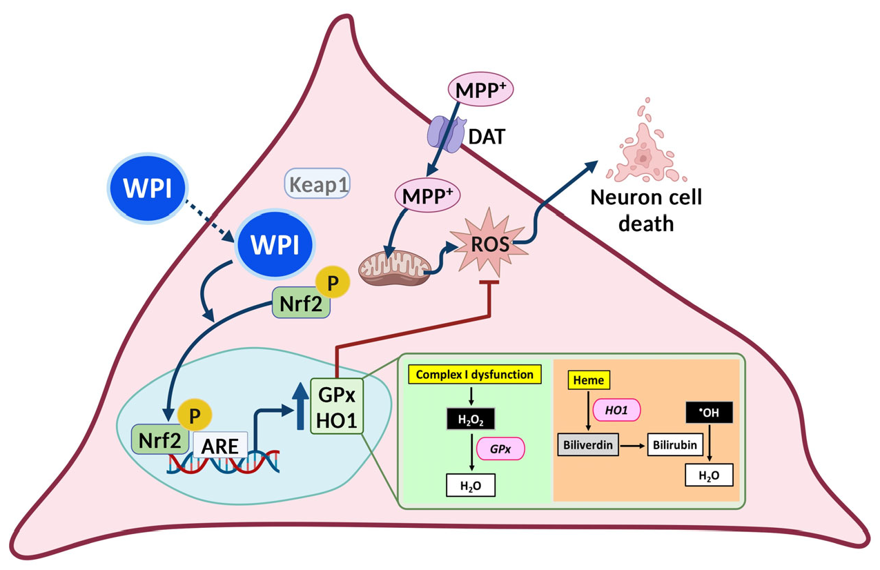 Molecules 30 02207 g005