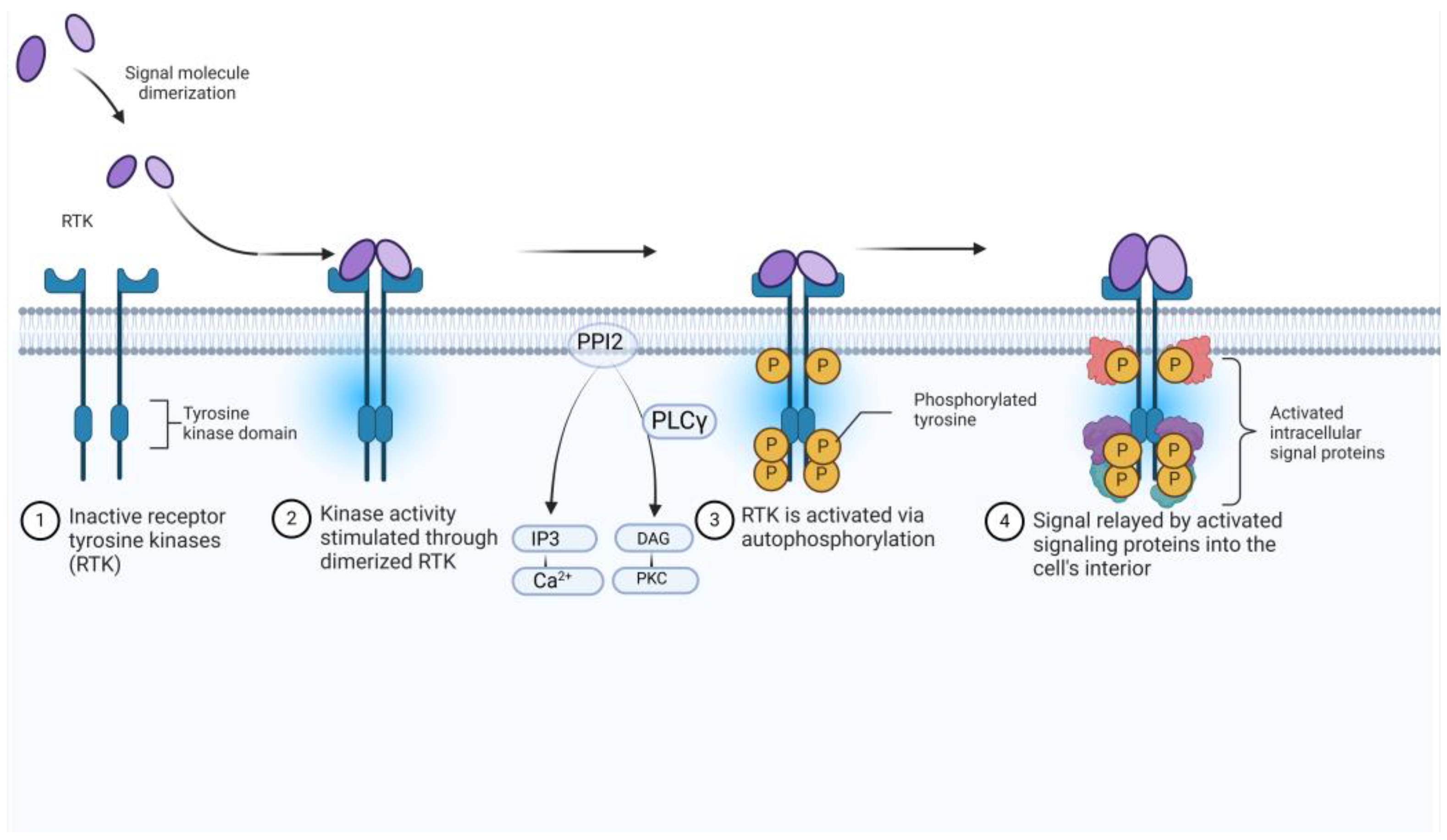 Molecules 30 02211 g004