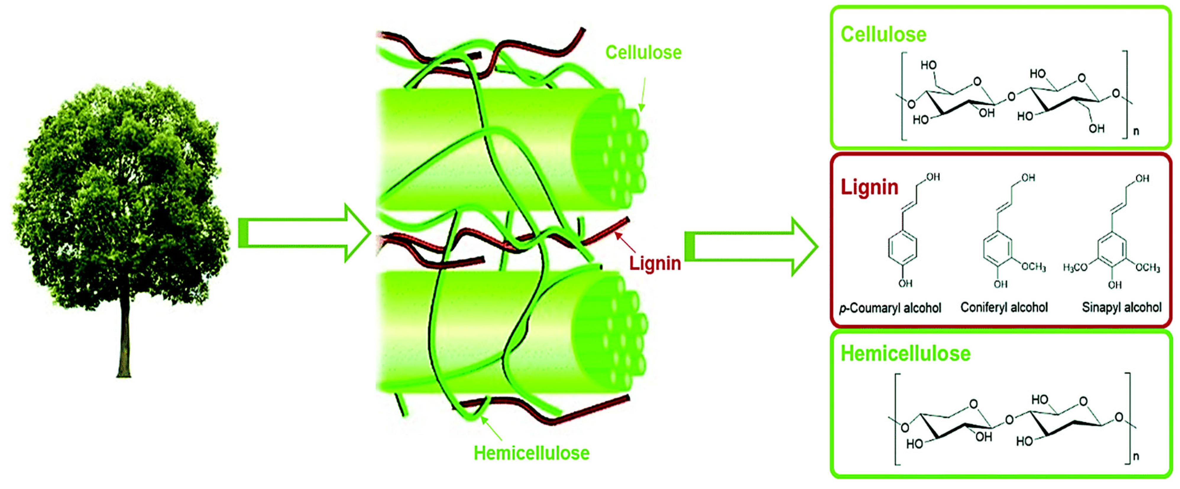 Molecules 30 02225 g001