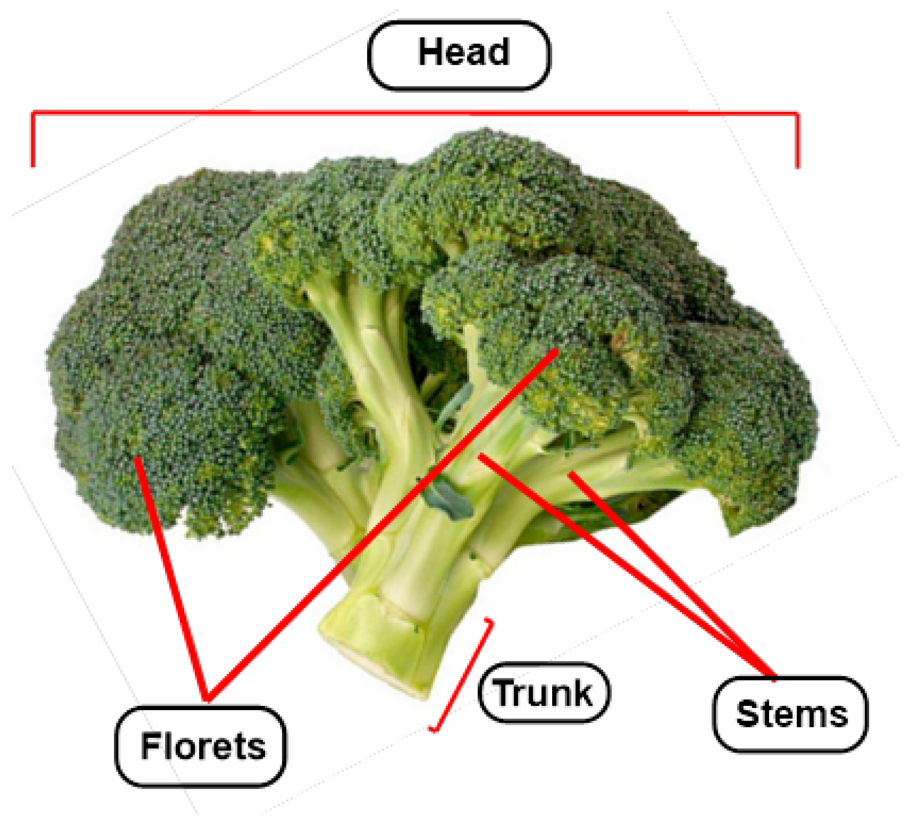 Molecules 30 02262 g001