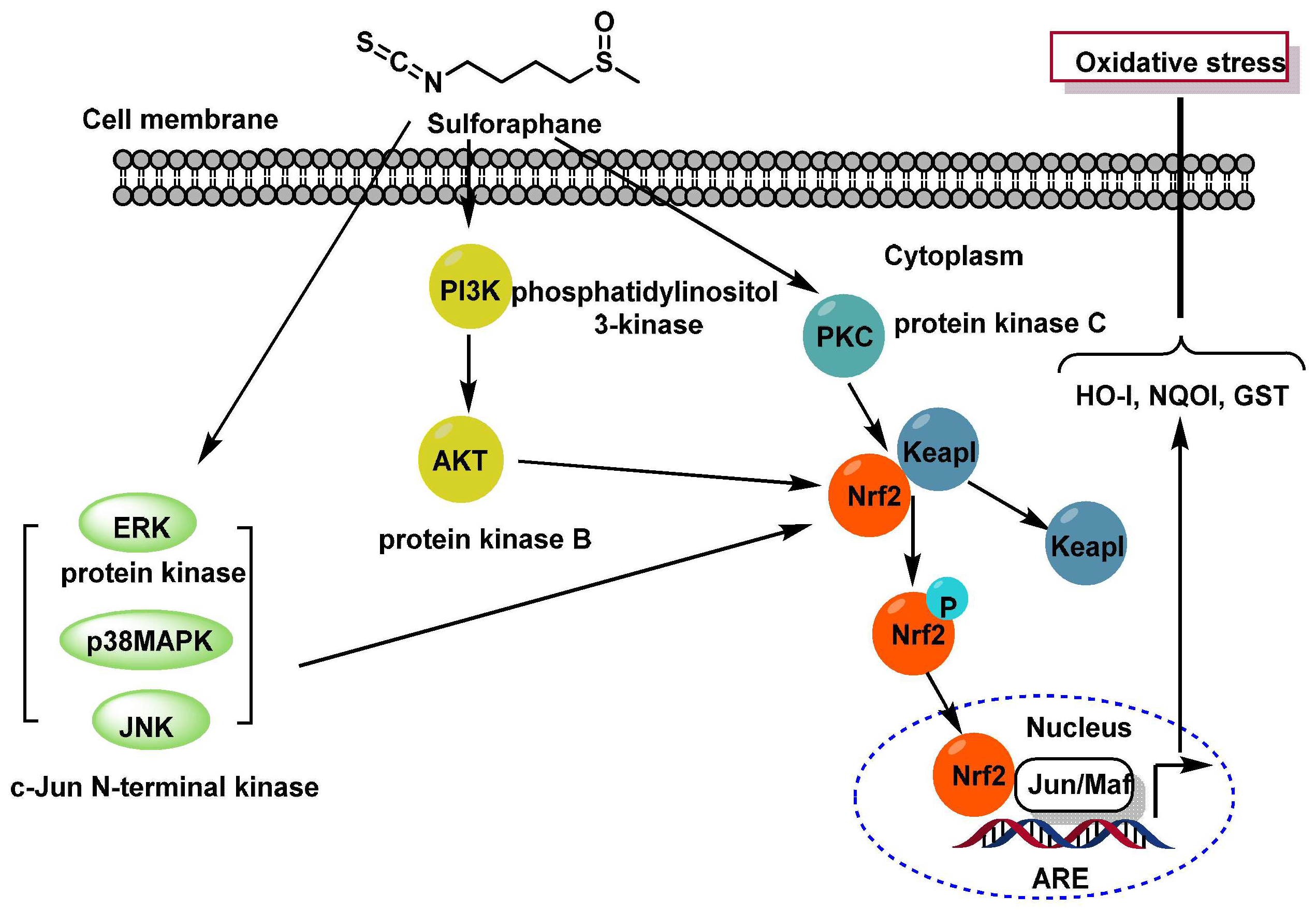 Molecules 30 02262 g010