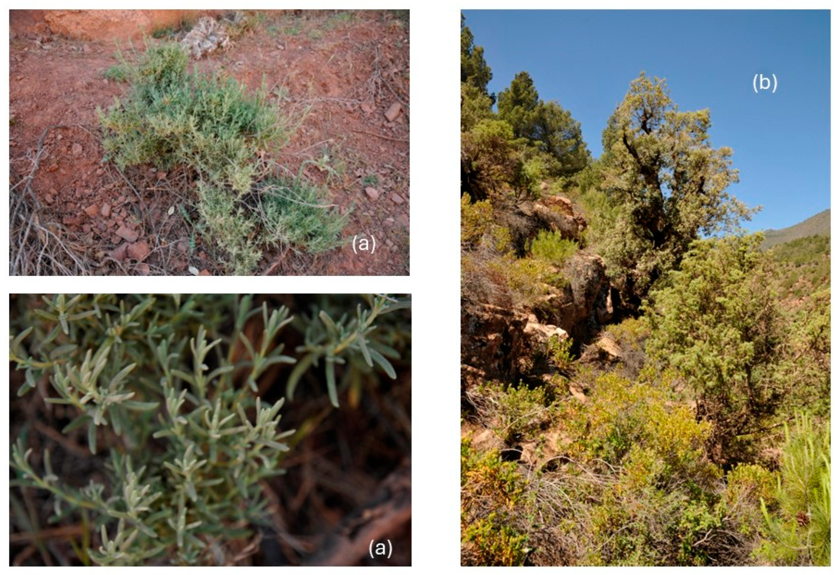 Molecules 30 02267 g001