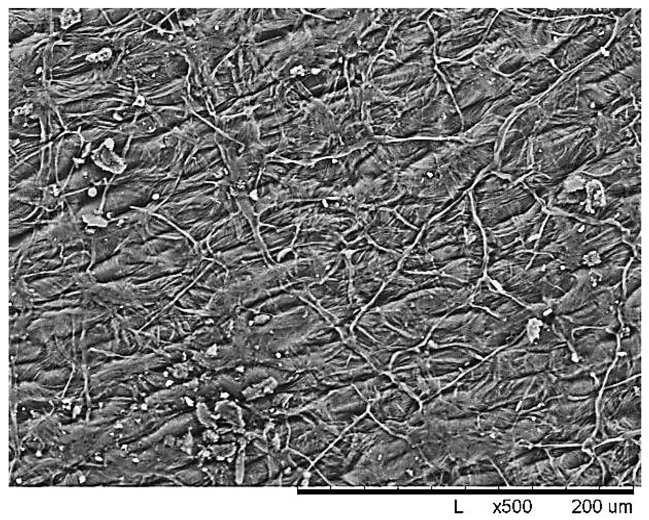 Molecules 30 02285 g001