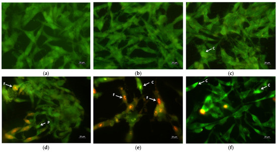 The Effect of Quercetin Loading in Polylactic Acid-Based