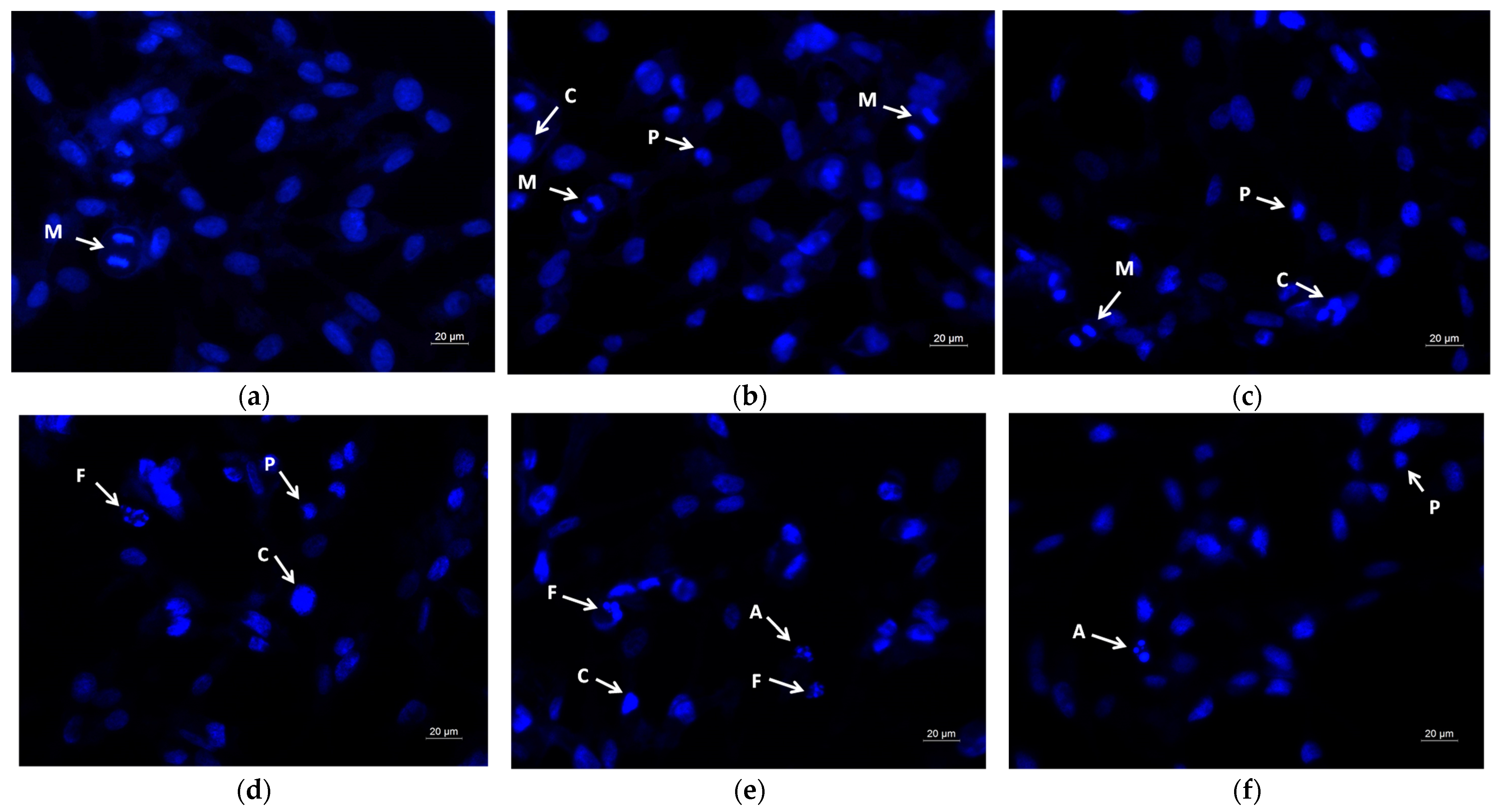 Molecules 30 02307 g008