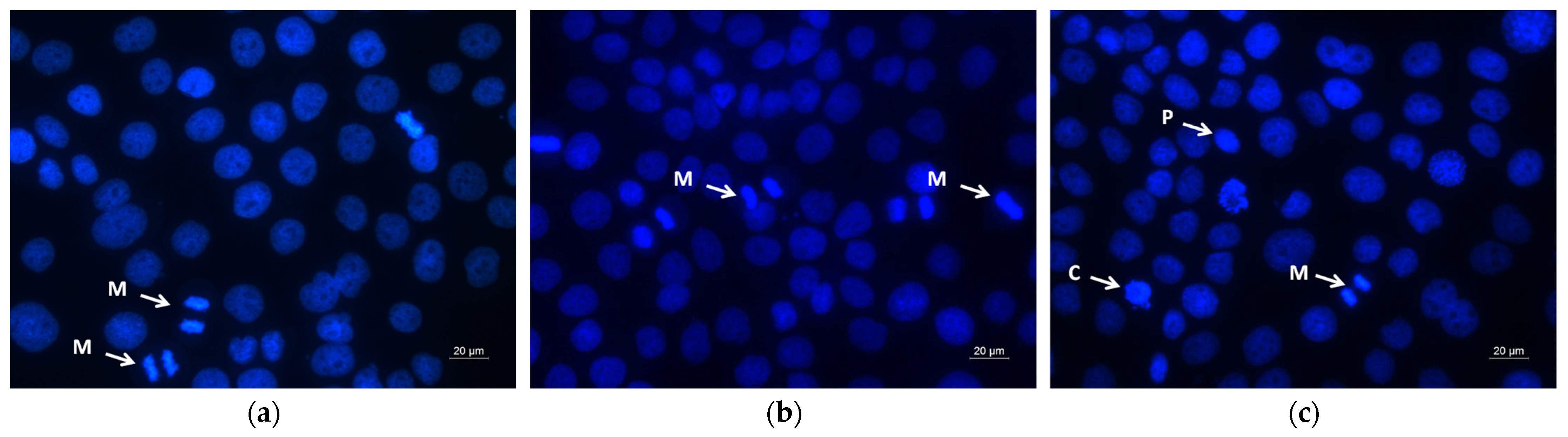Molecules 30 02307 g010a
