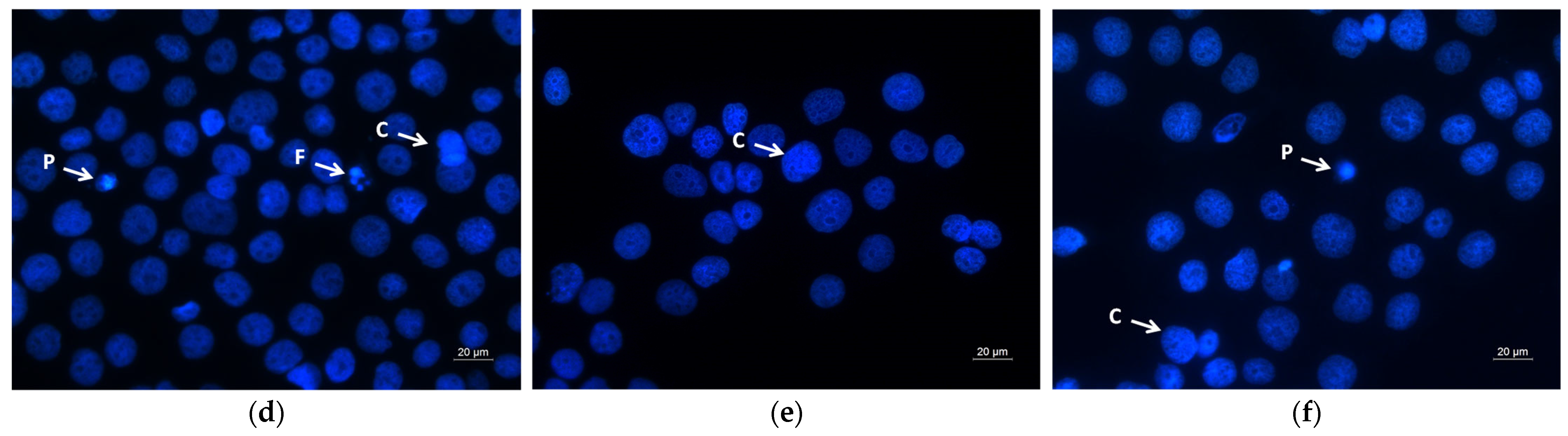 オルテガ2 ダーツ > ソフトダーツ > ブランド【タ行】 > ダイナスティー