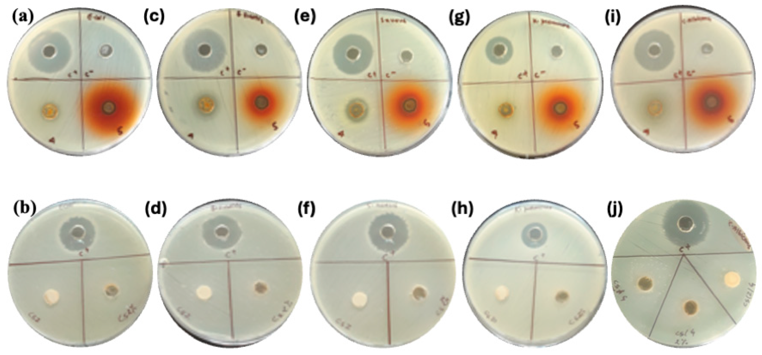 Molecules 30 02311 g004