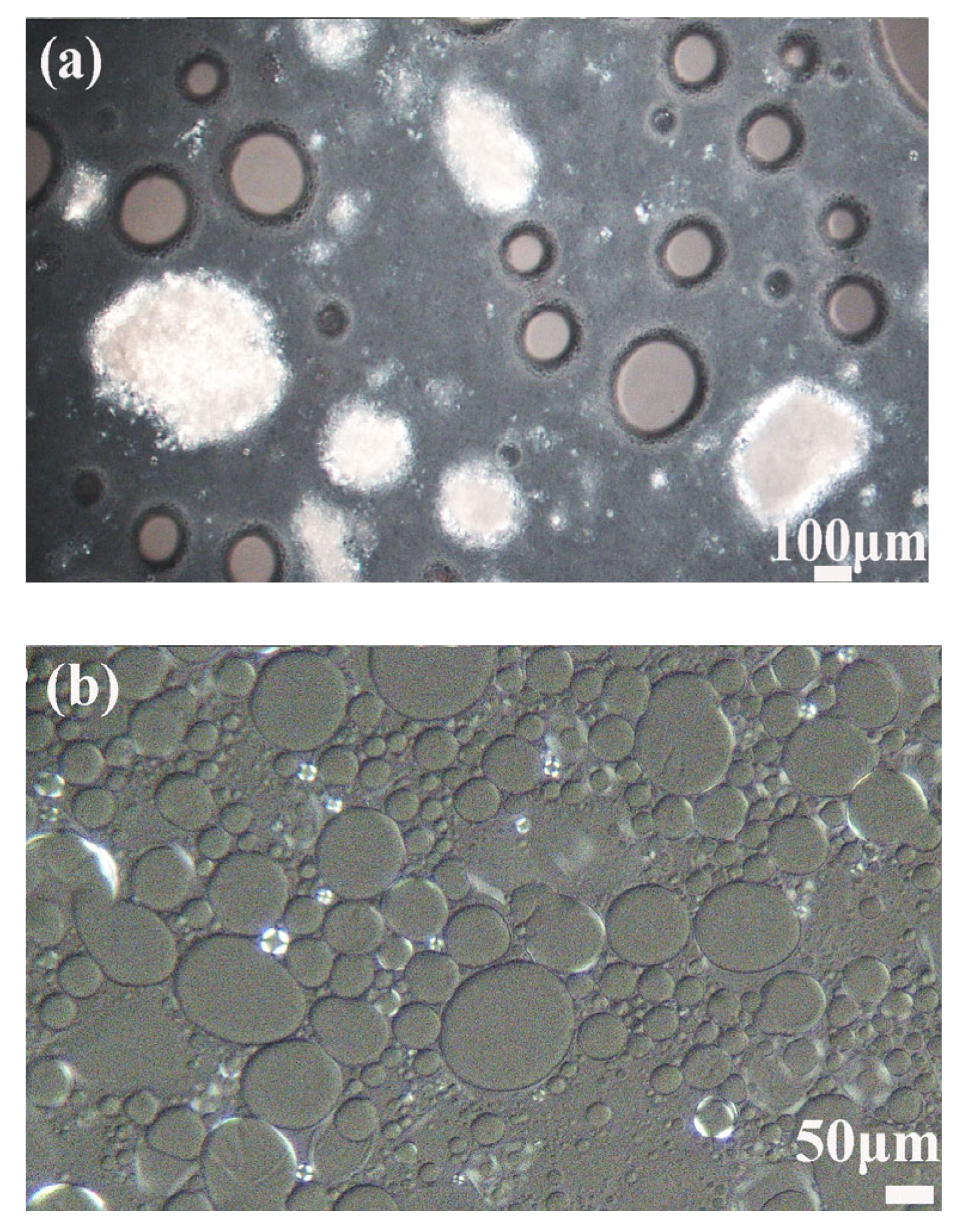 Molecules 30 02321 g011