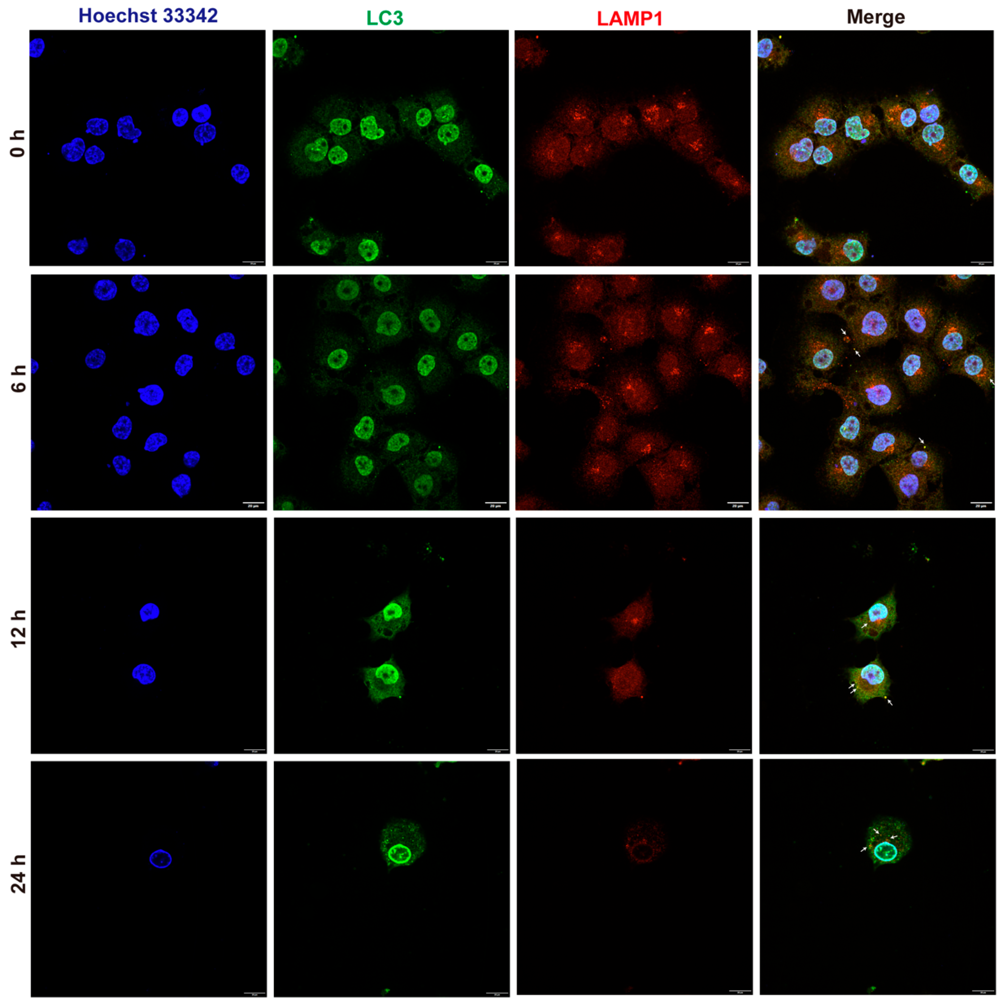 Molecules 30 02341 g008