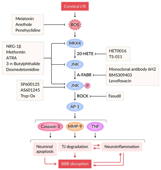 Regulation of Blood–Brain Barrier Permeability via JNK