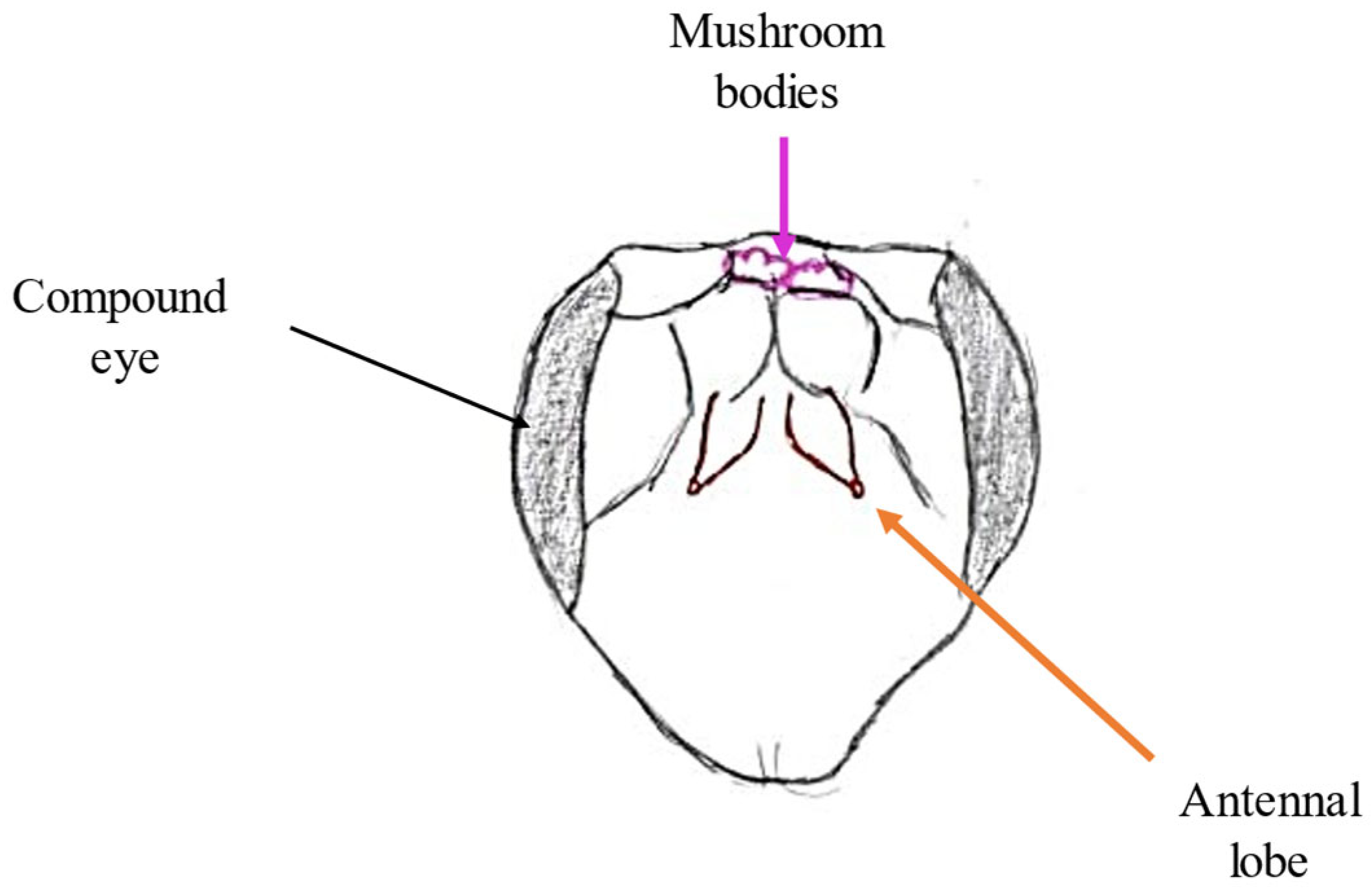 Molecules 30 02369 g003