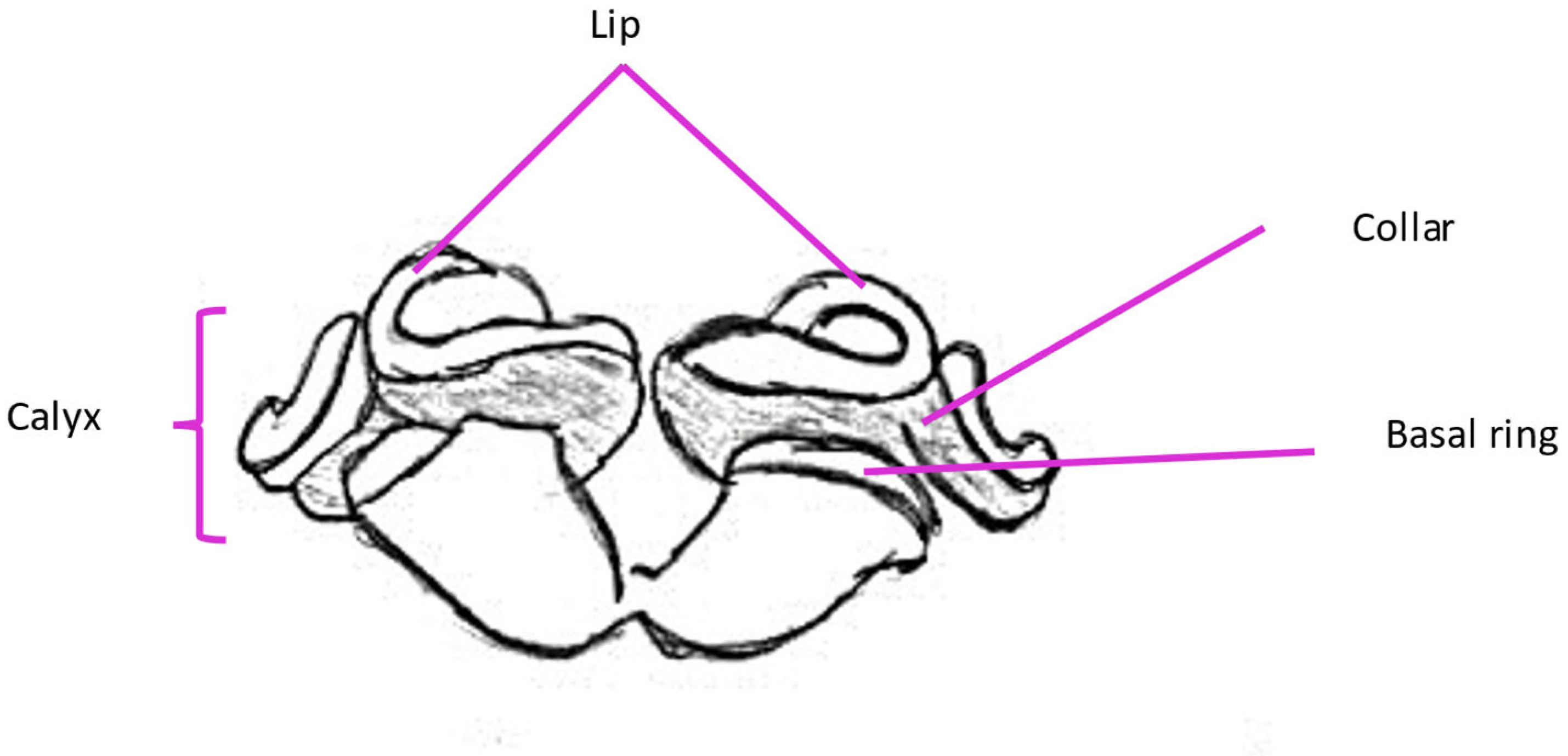 Molecules 30 02369 g004