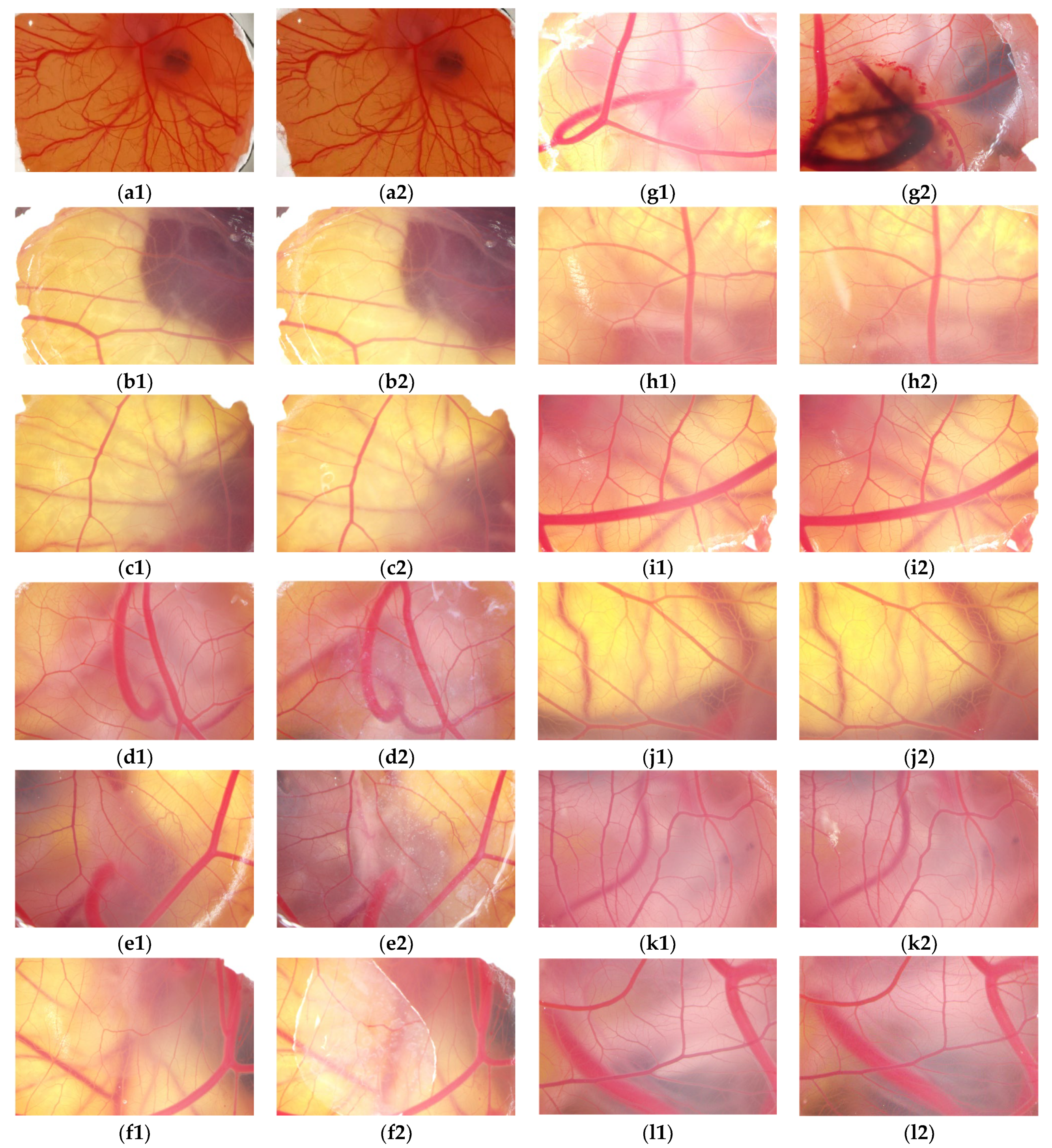 Molecules 30 02373 g006