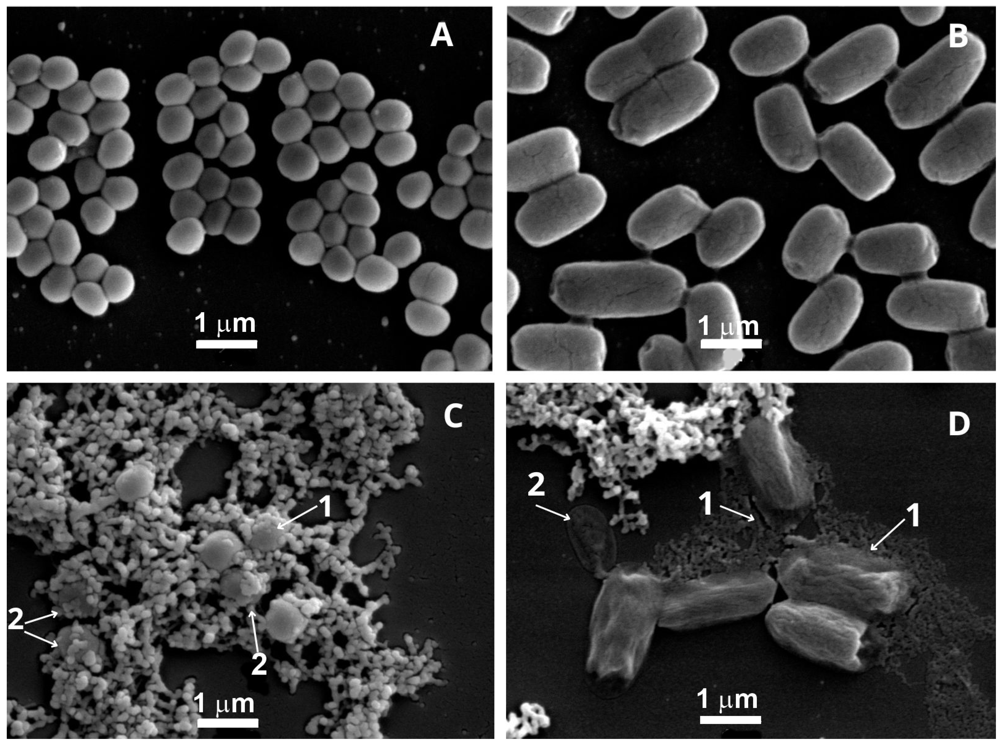 Molecules 30 02387 g003