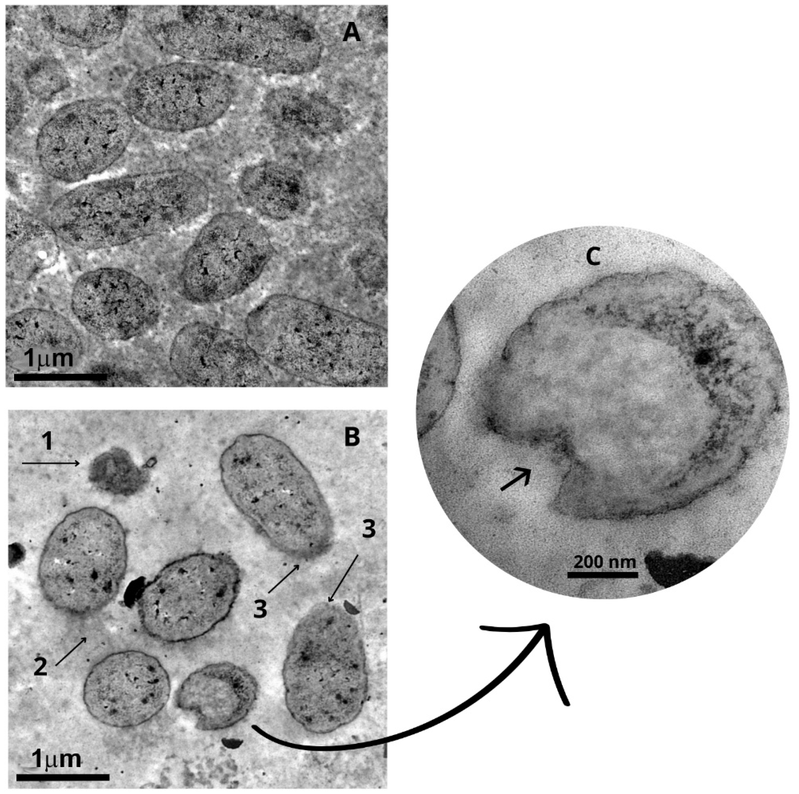 Molecules 30 02387 g004