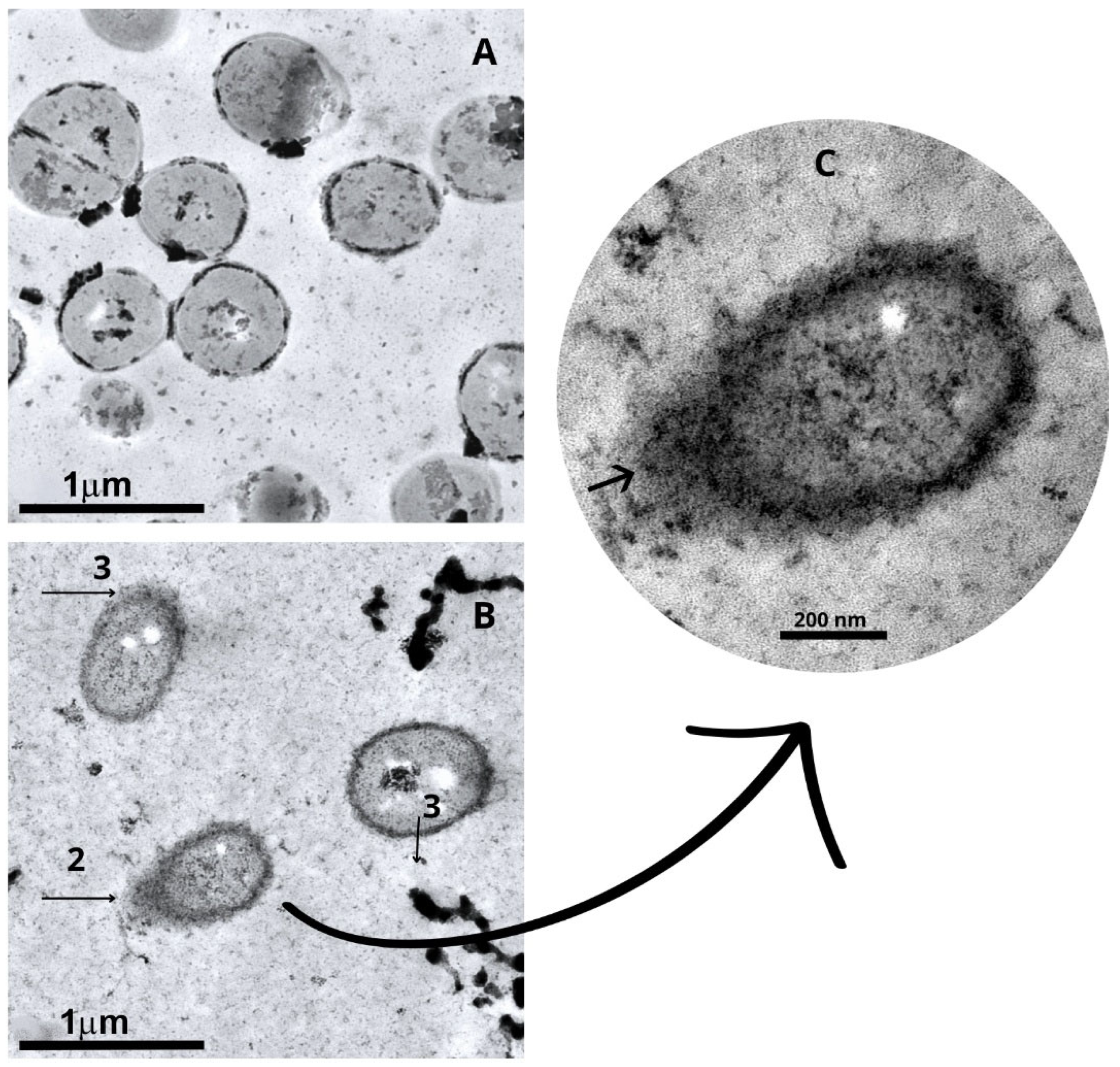 Molecules 30 02387 g005