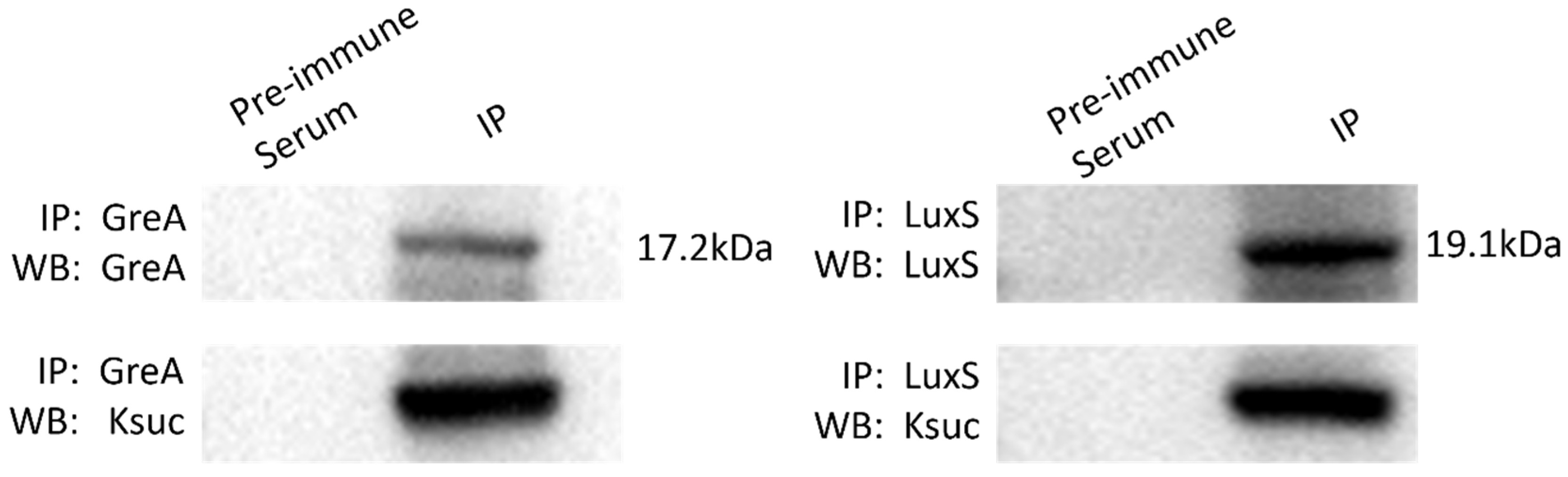 Molecules 30 02418 g007 Molecules 30 02418 g007