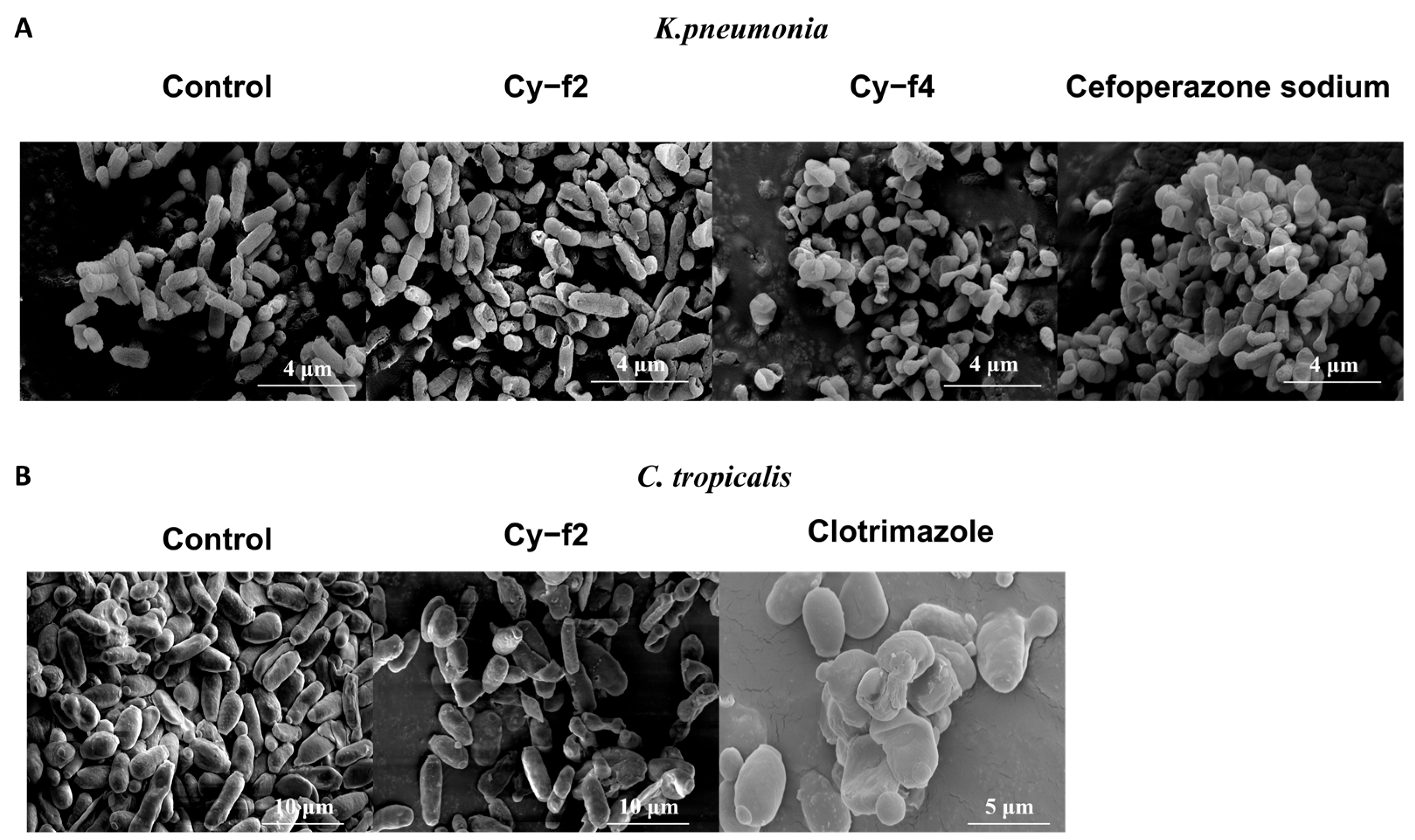 Molecules 30 02444 g007